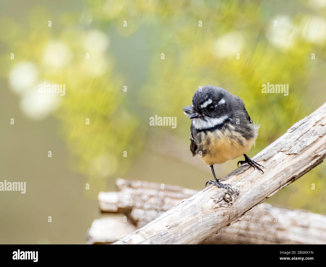 Grauer Fantail (Rhipidura albiscapa). Beide Geschlechter sind im Aussehen ähnlich: Gefieder ist oben grau, weiße Augenbraue, Kehle und Schwanzränder. Stockfoto