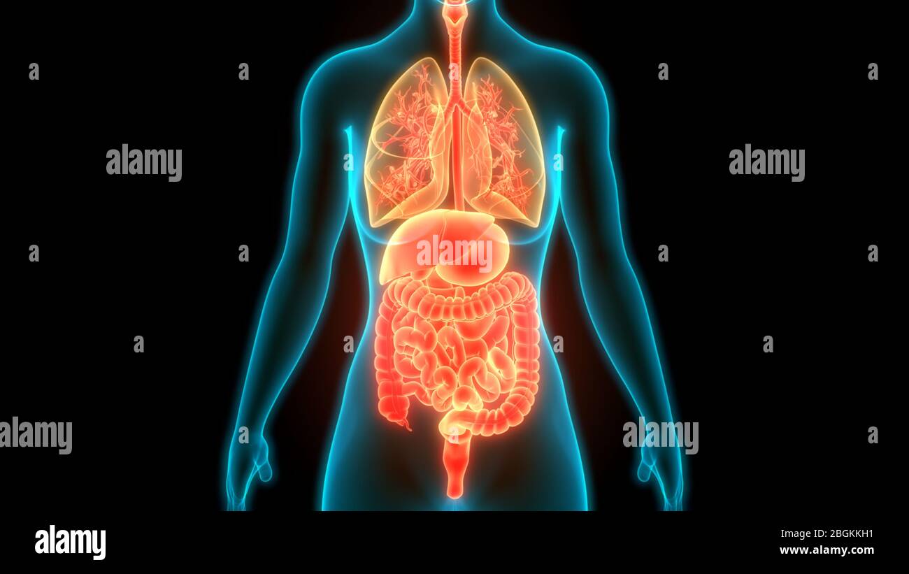 Anatomie Der Menschlichen Kompletten Inneren Organe Stockfoto