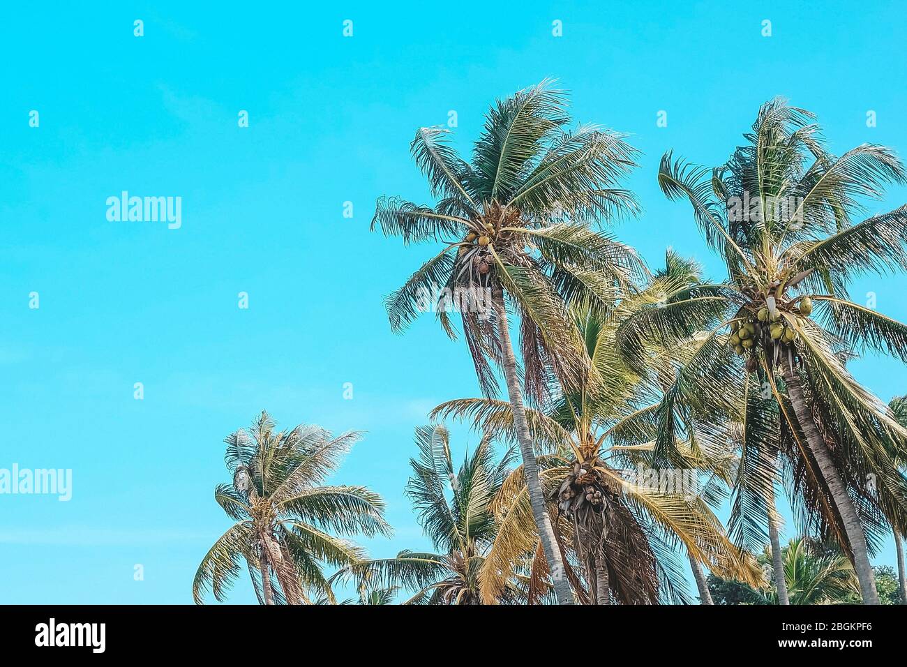 Kokosnuss Baum mit blauen Himmel und Wolken auf See. Leere Kopie Raum. In Pastelltönen oder minimale Ton. Stockfoto