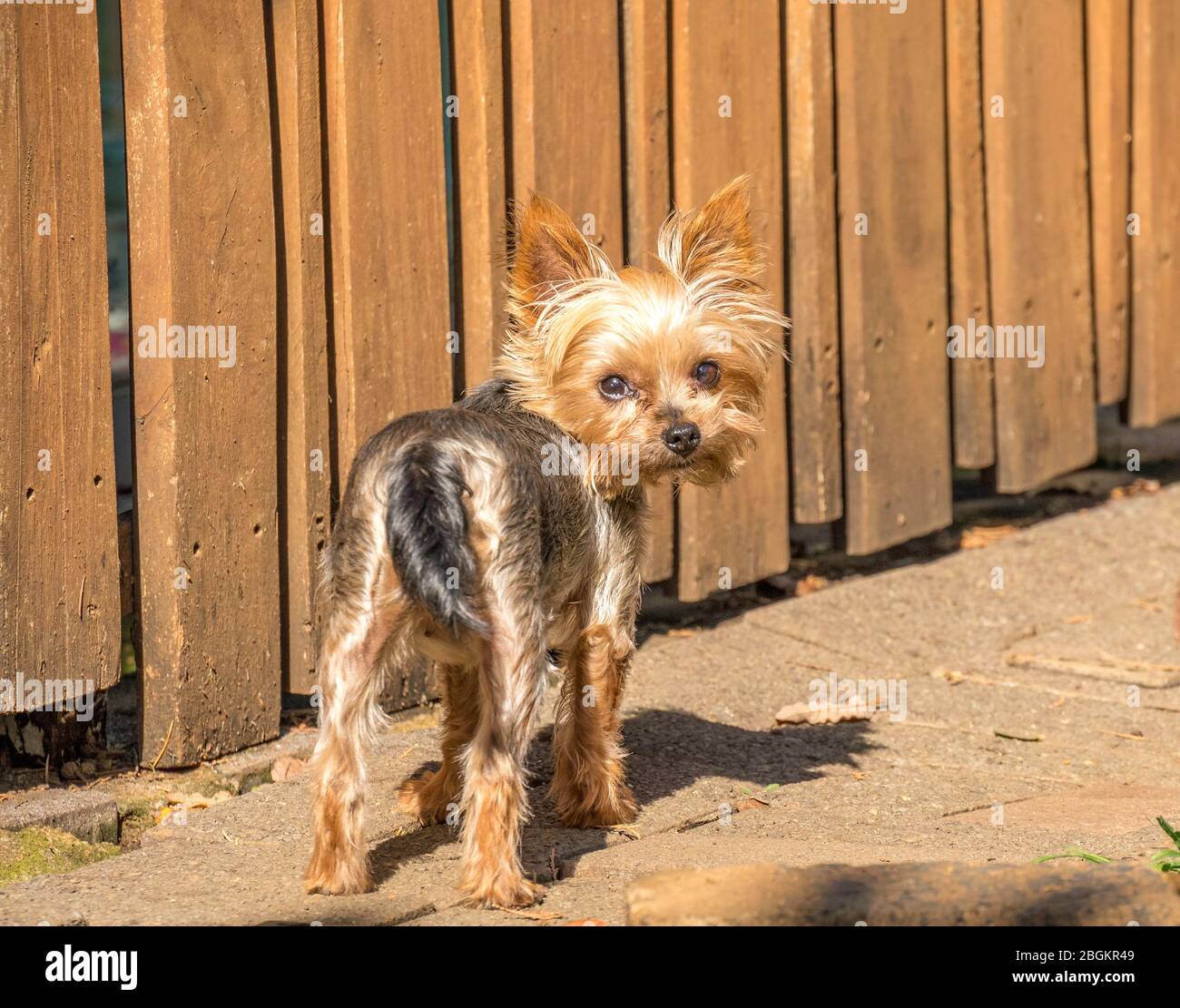 Ein kleiner Hund neben einem Holzschlagzäunt blickt im horizontalen Format über sein Schulterbild zurück Stockfoto