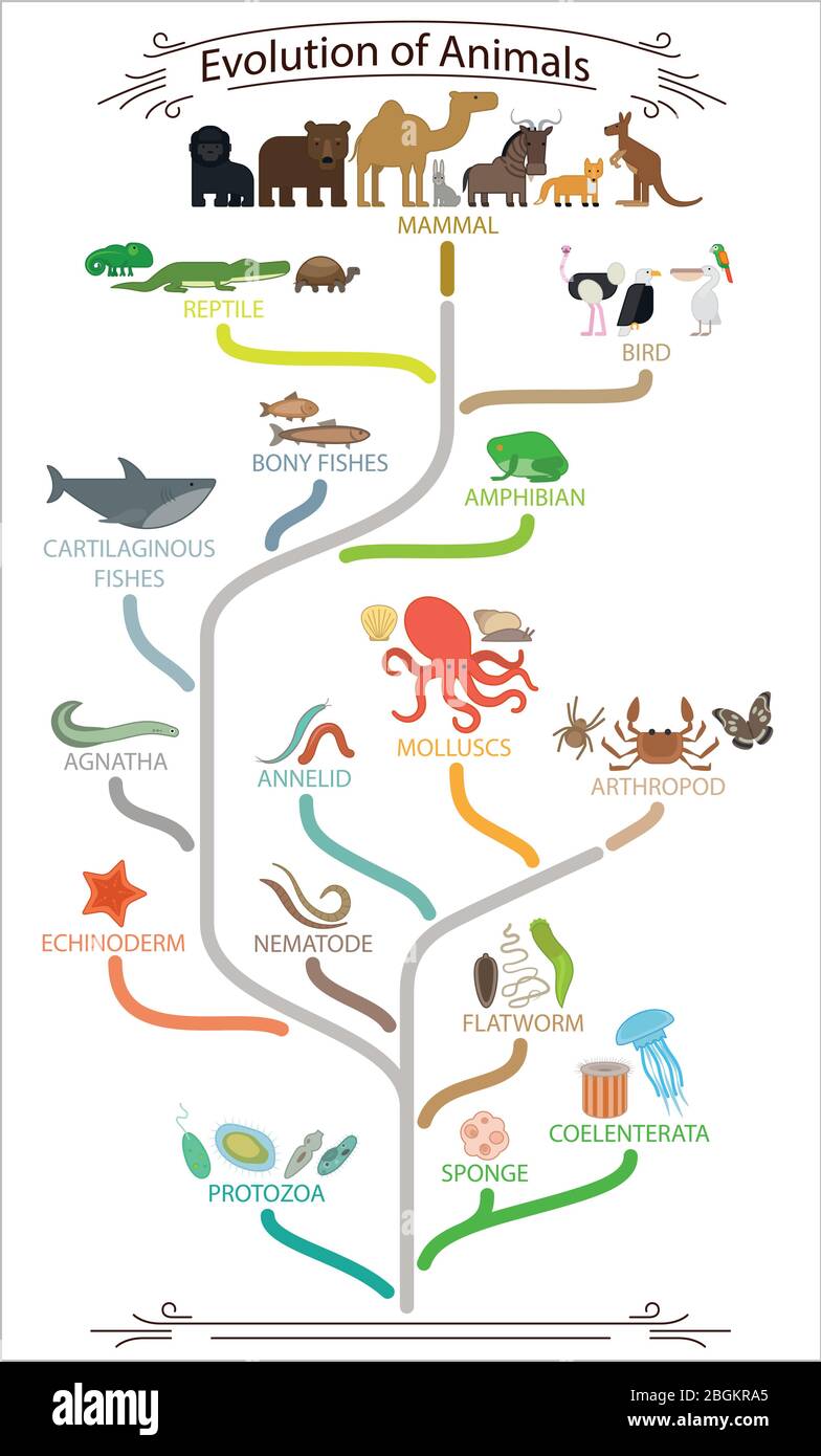 Biologische Evolution Tiere Schema. Schulplakat. Vektorgrafik. Stock Vektor