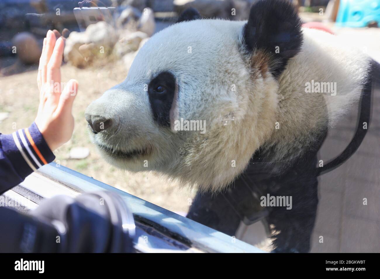 Pandas in Beijing Zoo, der nach 59-tägiger Schließung wieder eröffnet, genießen Sie die Interaktion mit Touristen, Peking, China, 23. März 2020. Touristen, die w Stockfoto