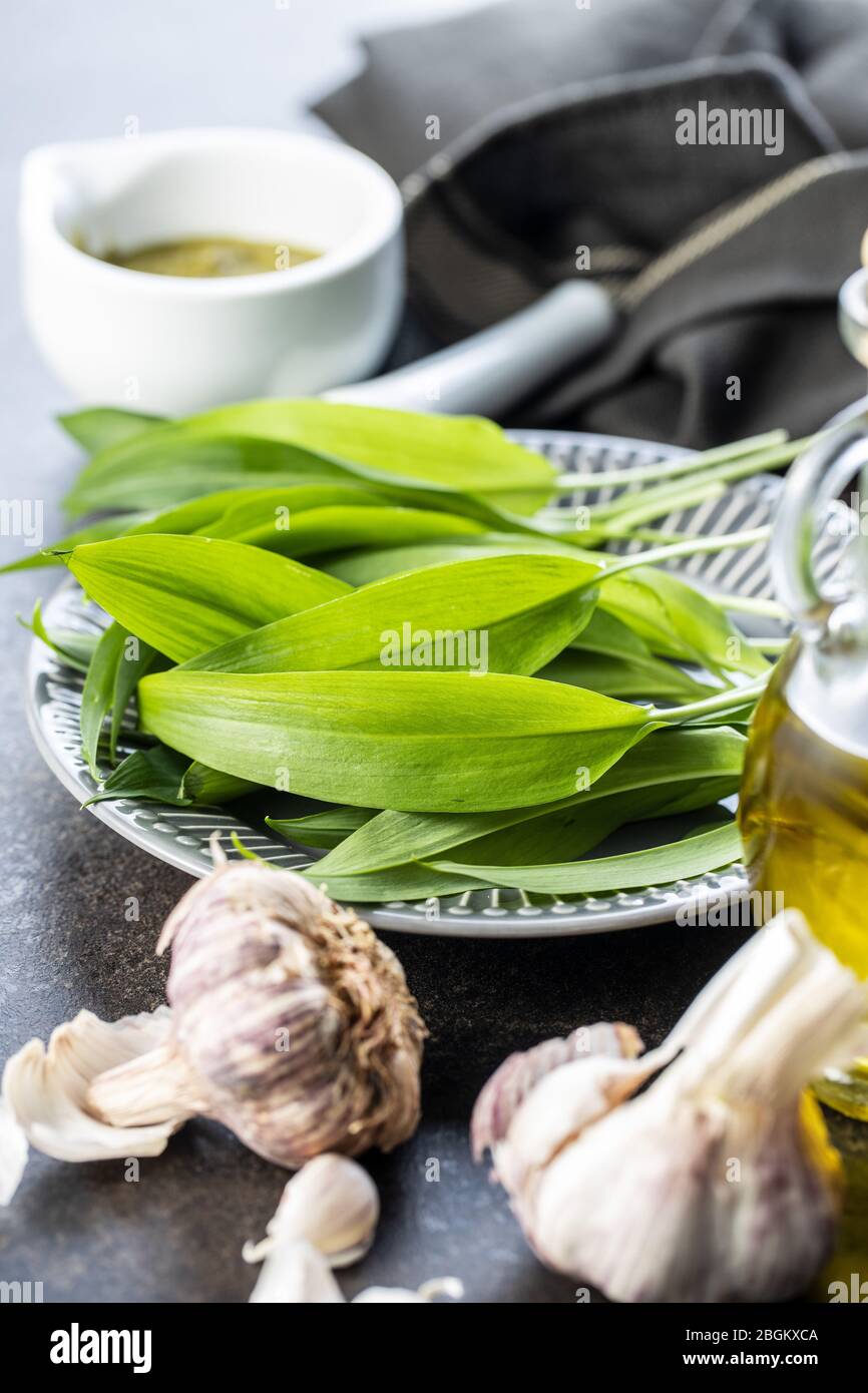 Grüne Bärlauch Blätter. Und Knoblauchzwiebel. Ramsons Blätter auf Küchentisch. Stockfoto