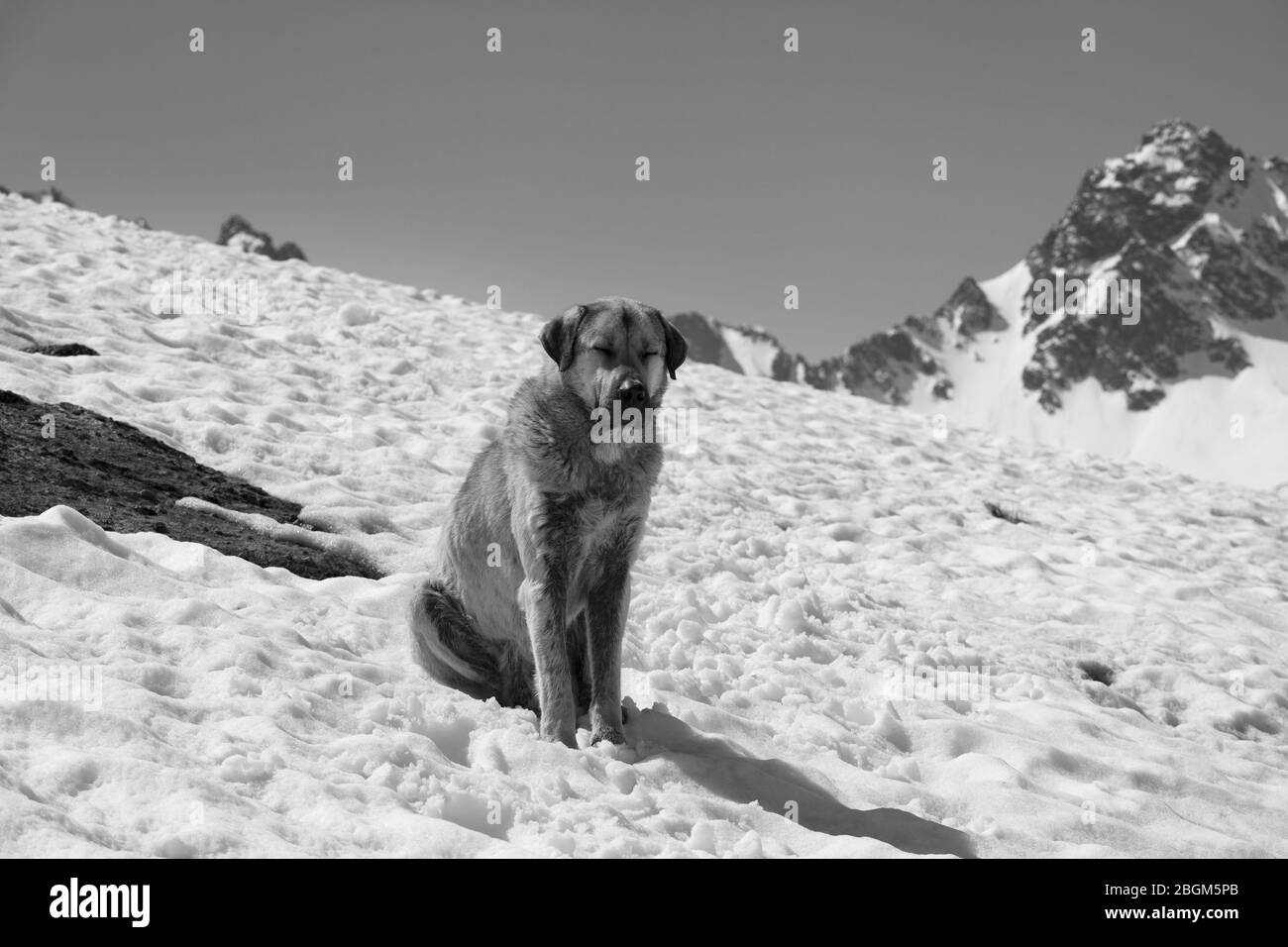 Hund sonnen in der Sonne Schrauben Sie die Augen auf Schnee an sonnigen Tag, hohe schneebedeckte Berge und klaren Himmel im Hintergrund. Türkei, Kachkar Berge, höchster Teil von Stockfoto