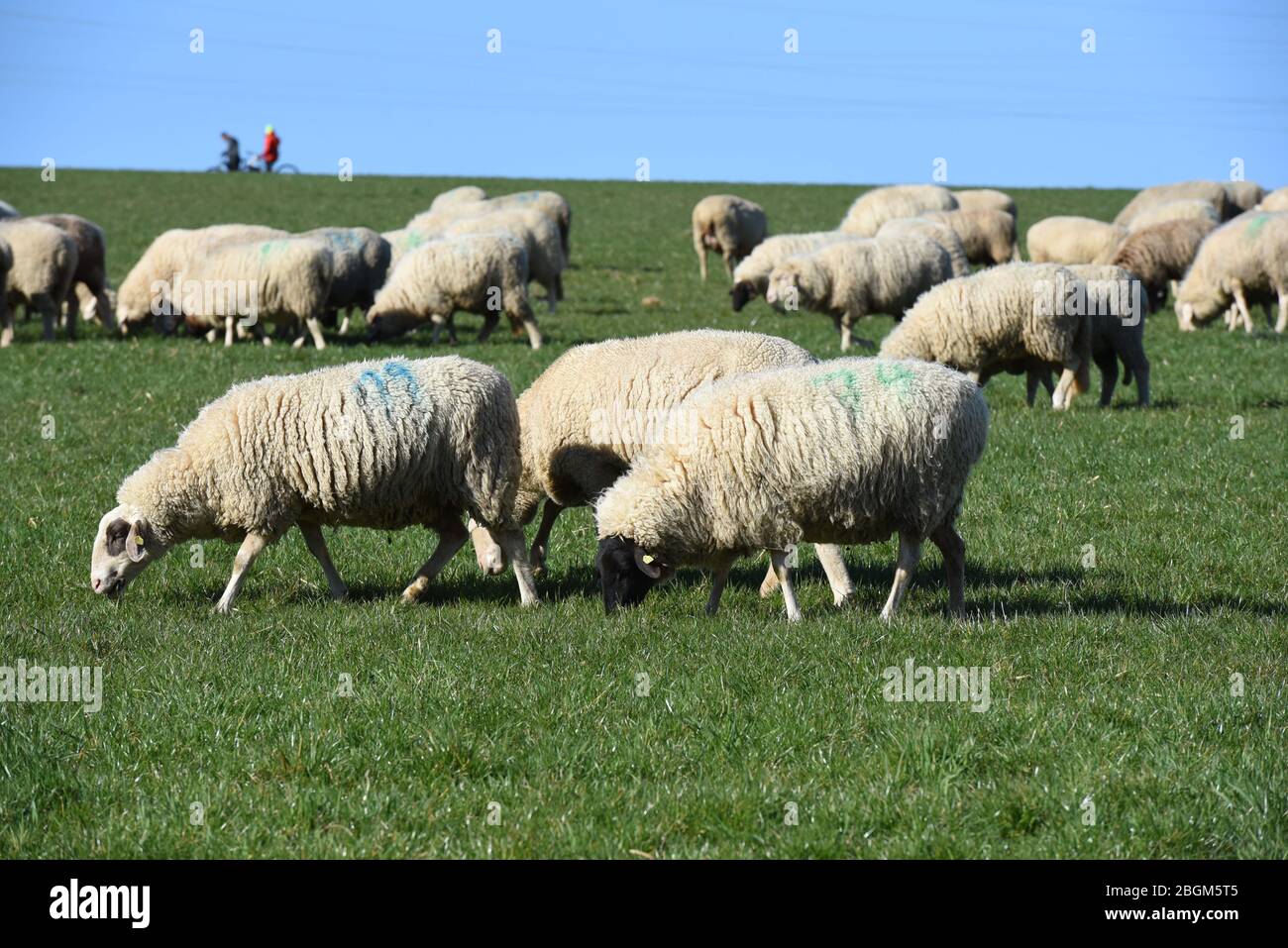 Schafe Ovis sind eine Saatgetieranlage aus der Gruppe der Ziegenartigen. Ovis Schafe sind ein Säugetier aus der Ziegengruppe. Stockfoto