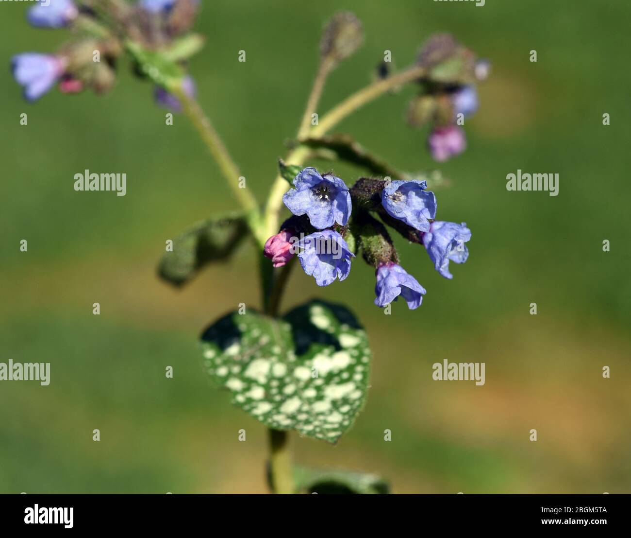 Lungenkraut ist eine wichtige Heil- und Medizinalpflanze mit Blauen Bluethen. Lungenkraut ist eine wichtige Heil- und Heilpflanze mit blauer Blüte Stockfoto