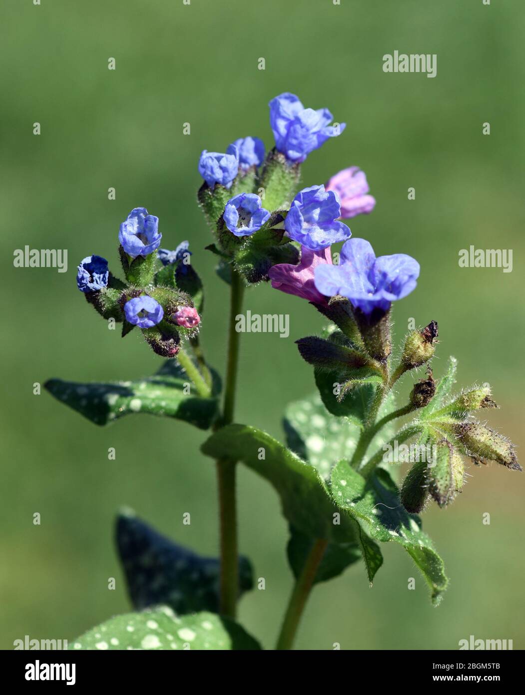 Lungenkraut ist eine wichtige Heil- und Medizinalpflanze mit Blauen Bluethen. Lungenkraut ist eine wichtige Heil- und Heilpflanze mit blauer Blüte Stockfoto