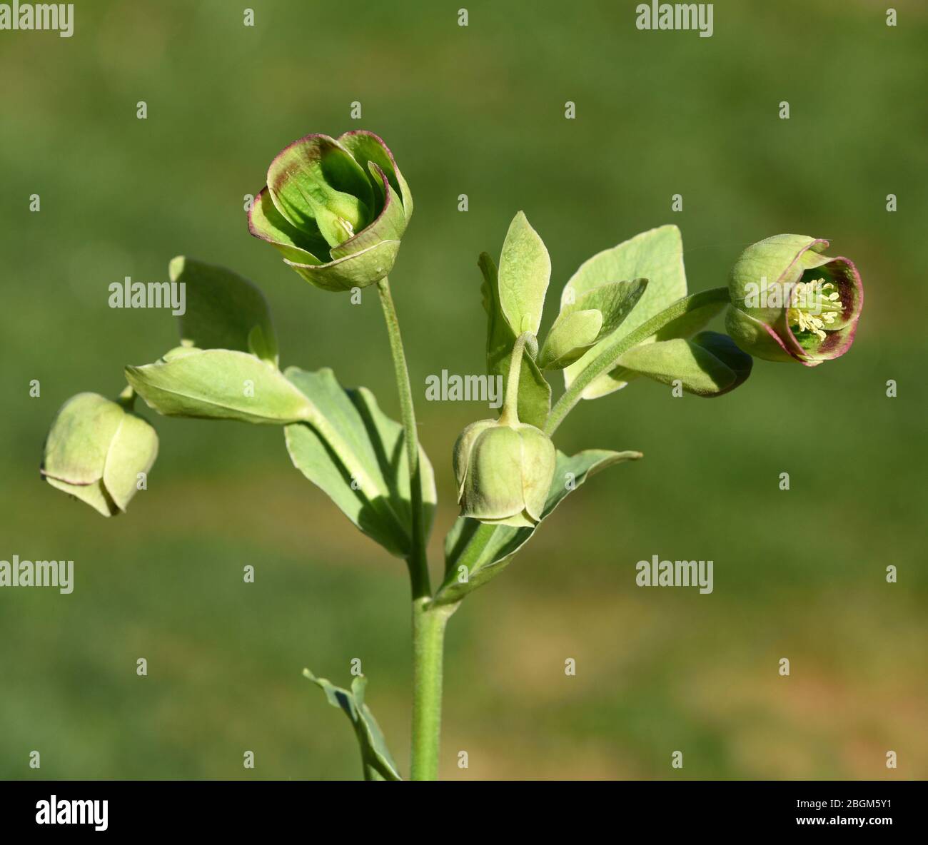 Stinkende Nieswurz, Helleborus foetidus ist eine wichtige Heilpflanze und eine Duftpflanze mit gruen, gelben Blueten und bluet im Winter. Stinkend, verdammt Stockfoto