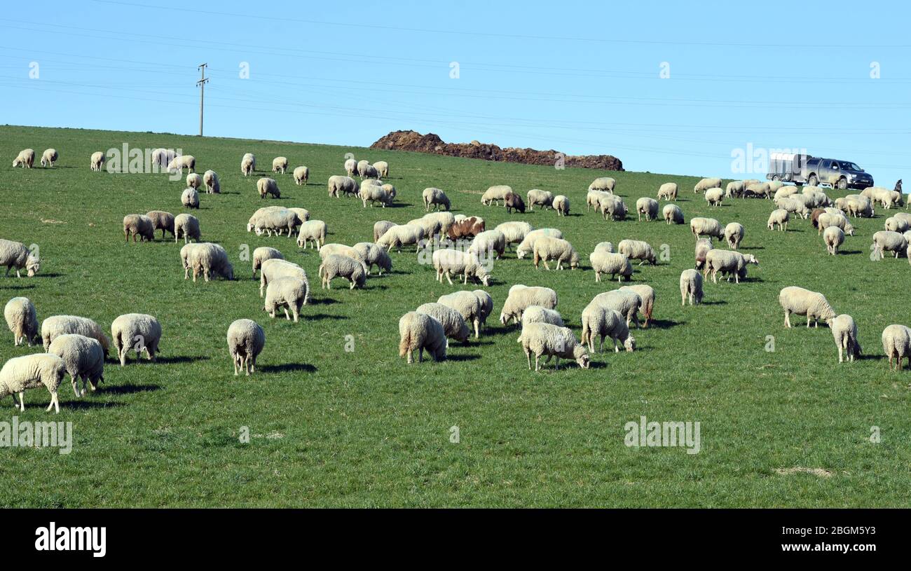 Schafe Ovis sind eine Saatgetieranlage aus der Gruppe der Ziegenartigen. Ovis Schafe sind ein Säugetier aus der Ziegengruppe. Stockfoto