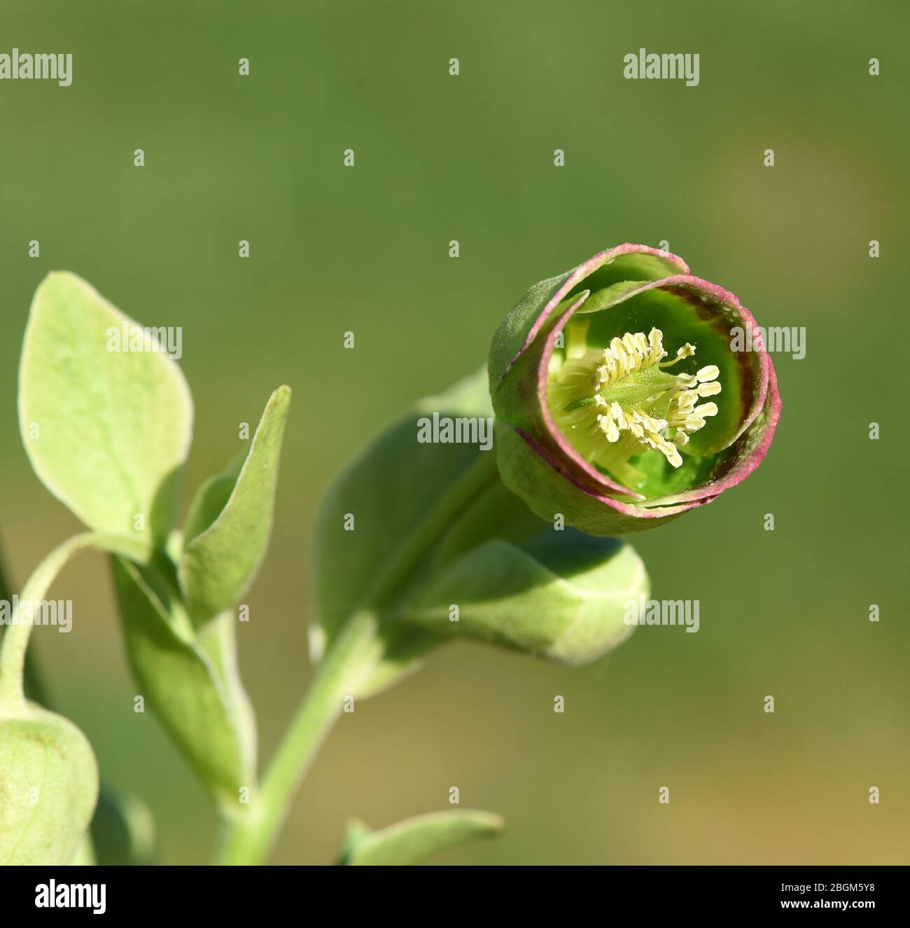 Stinkende Nieswurz, Helleborus foetidus ist eine wichtige Heilpflanze und eine Duftpflanze mit gruen, gelben Blueten und bluet im Winter. Stinkend, verdammt Stockfoto