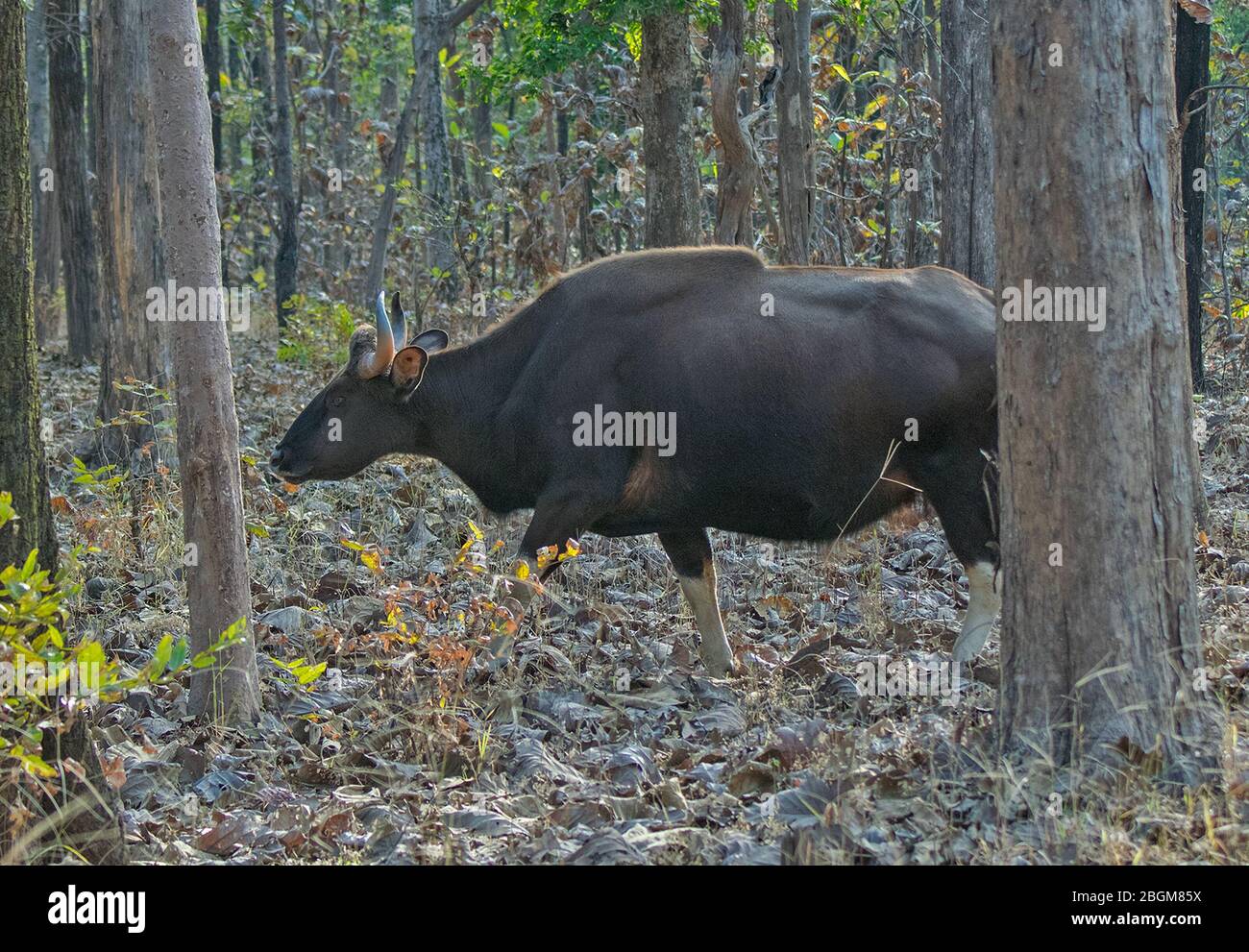 Ein weiblicher Gaur (indischer Bison) im Pench National Park, Madhya Pradesh, Indien Stockfoto