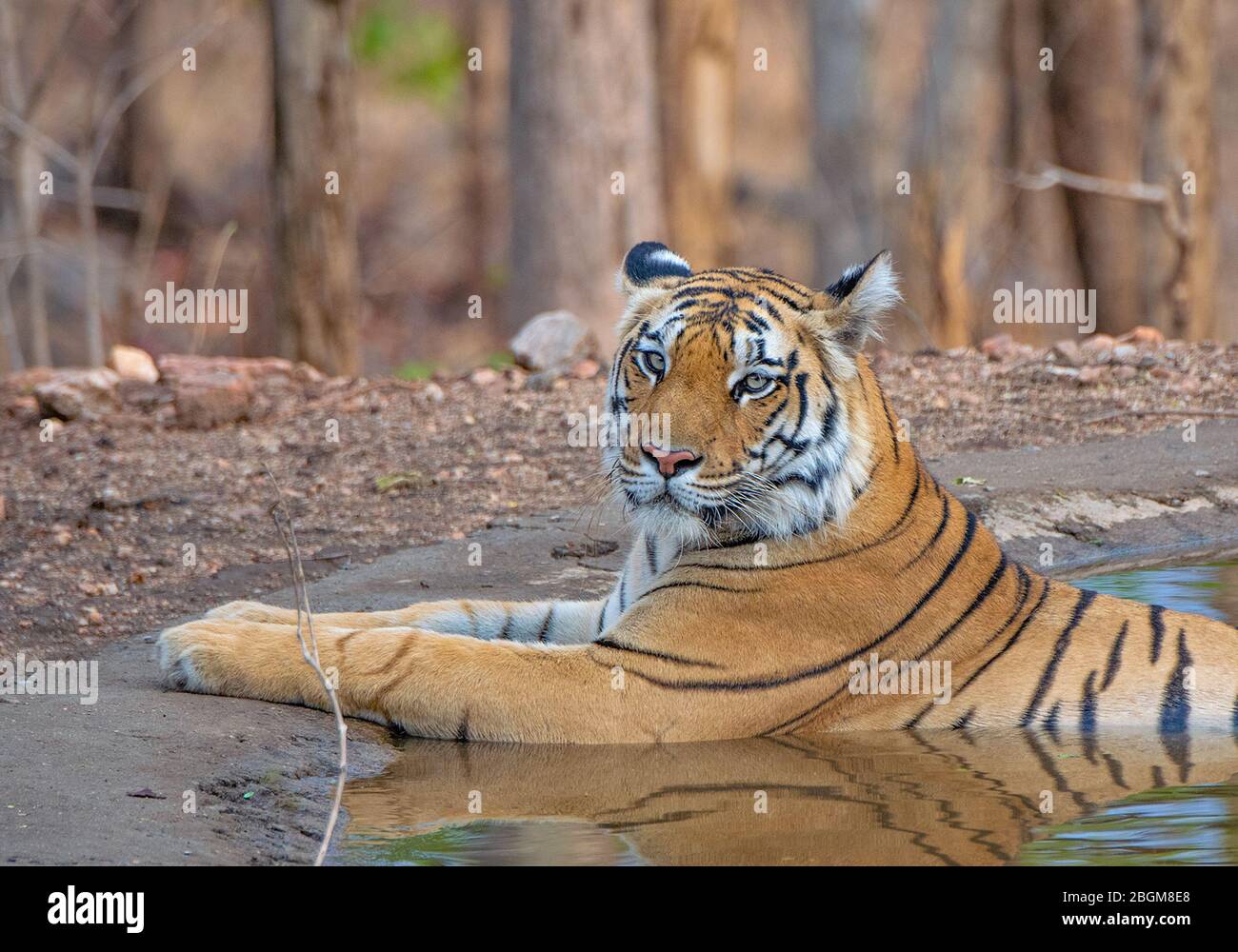 Ein Tiger, der im Wasser im Pench National Park, Madhya Pradesh, Indien ruht Stockfoto