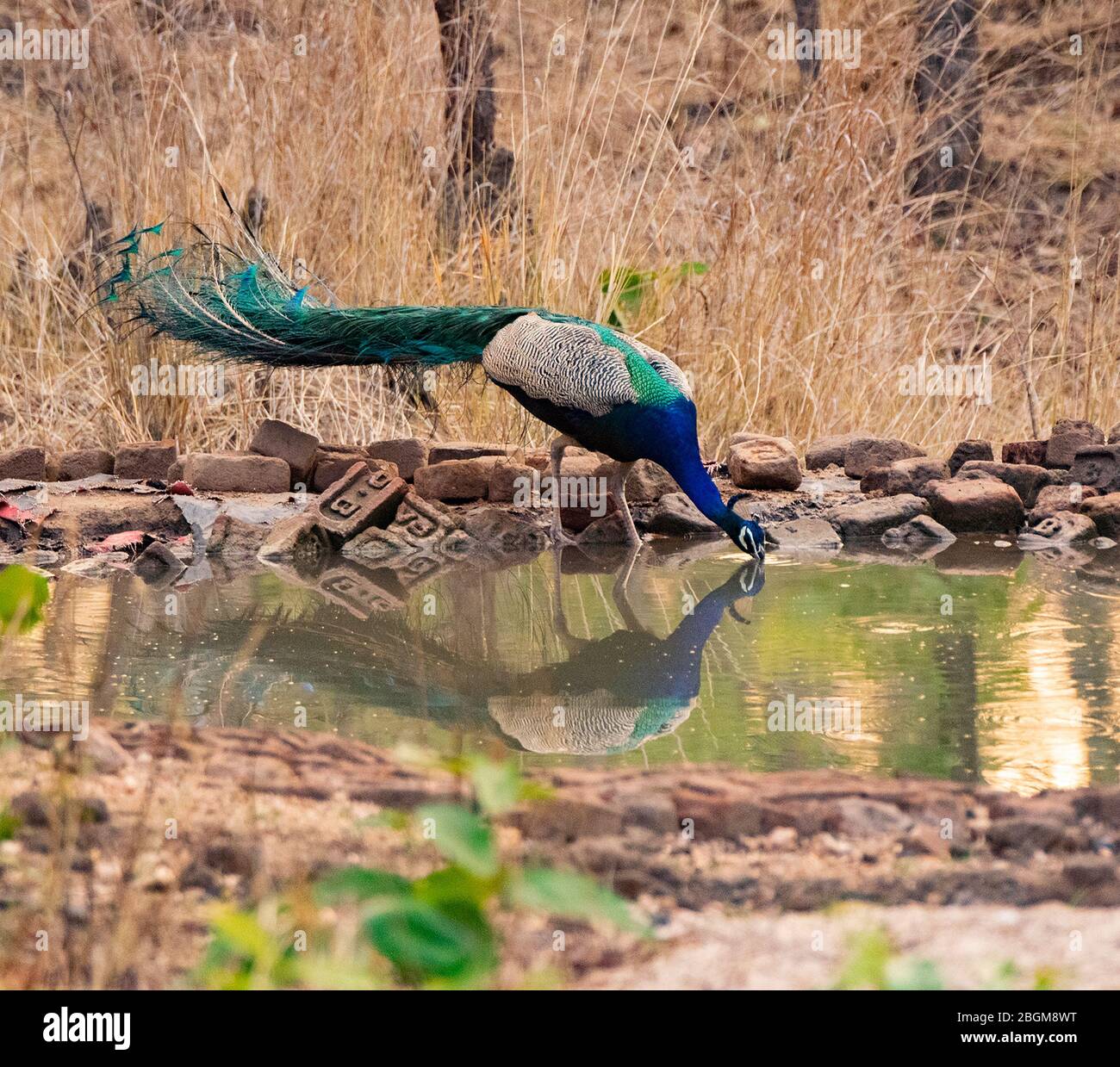 Ein indischer Pfau Trinkwasser im Pench National Park, Madhya Pradesh, Indien Stockfoto