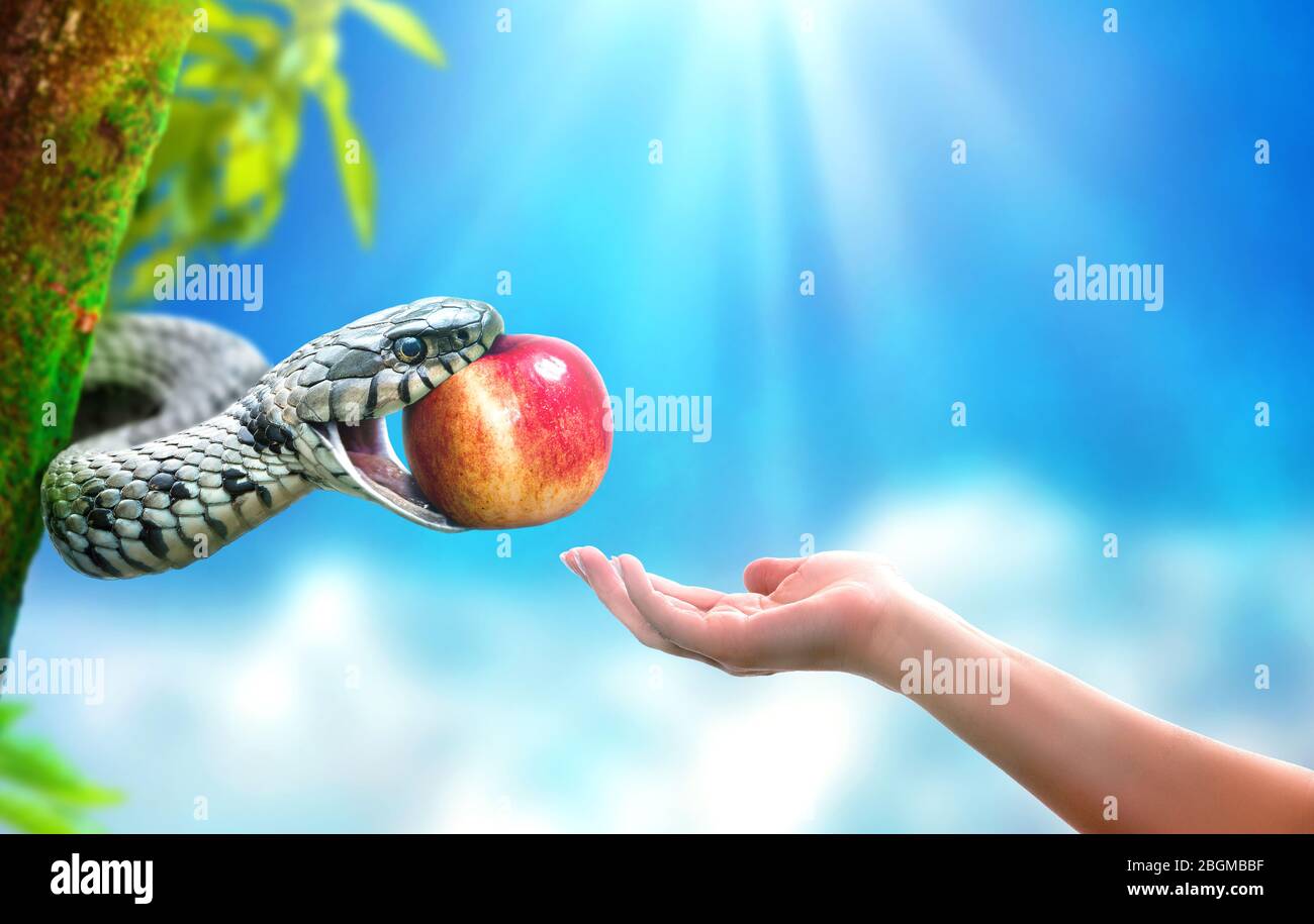 Schlange im Paradies, die einer Frau eine Apfelfrucht gibt. Konzept der verbotenen Früchte. Stockfoto