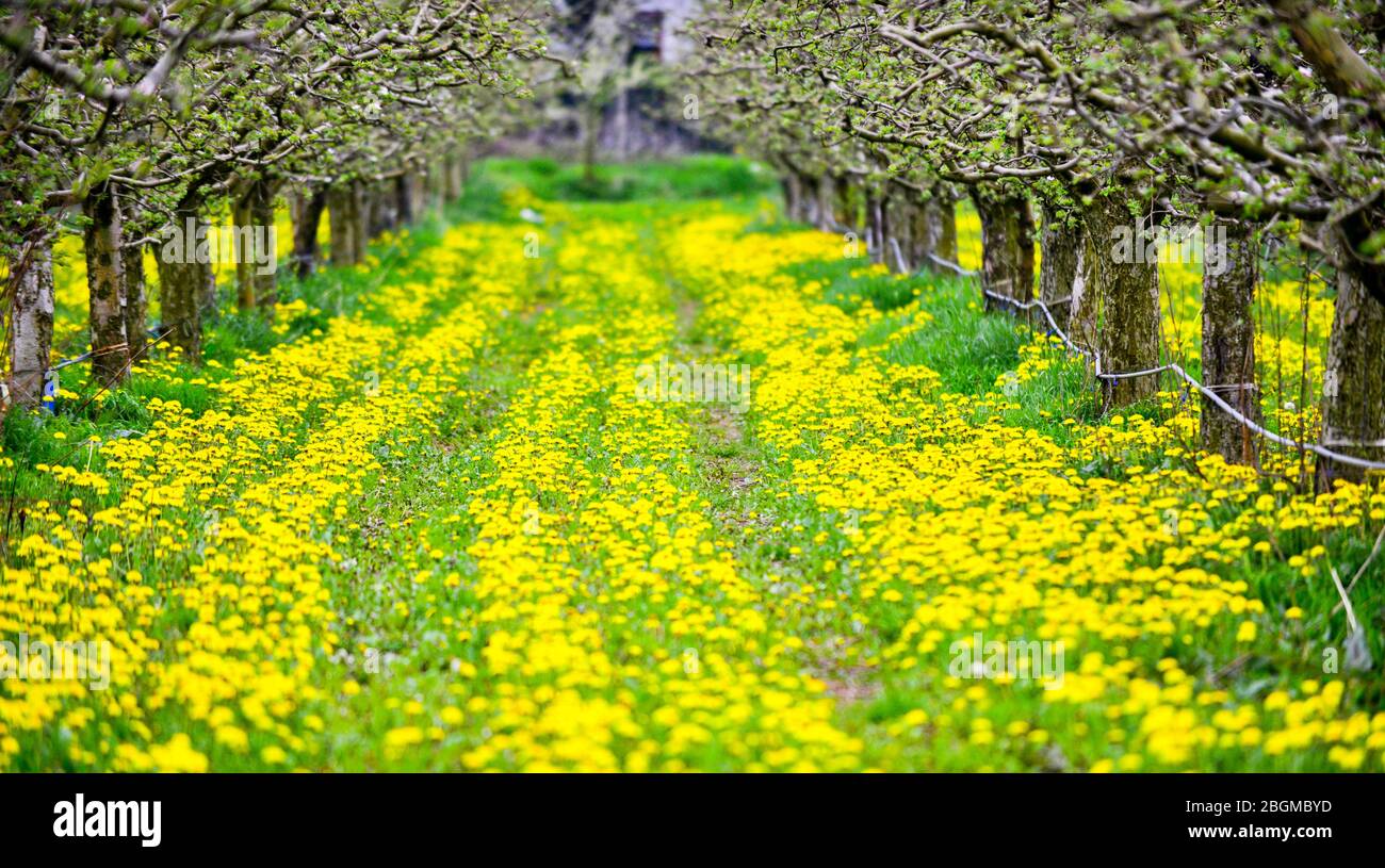 Schöner Obstgarten vor voller Blüte mit gelbem Löwenzahn. Stockfoto