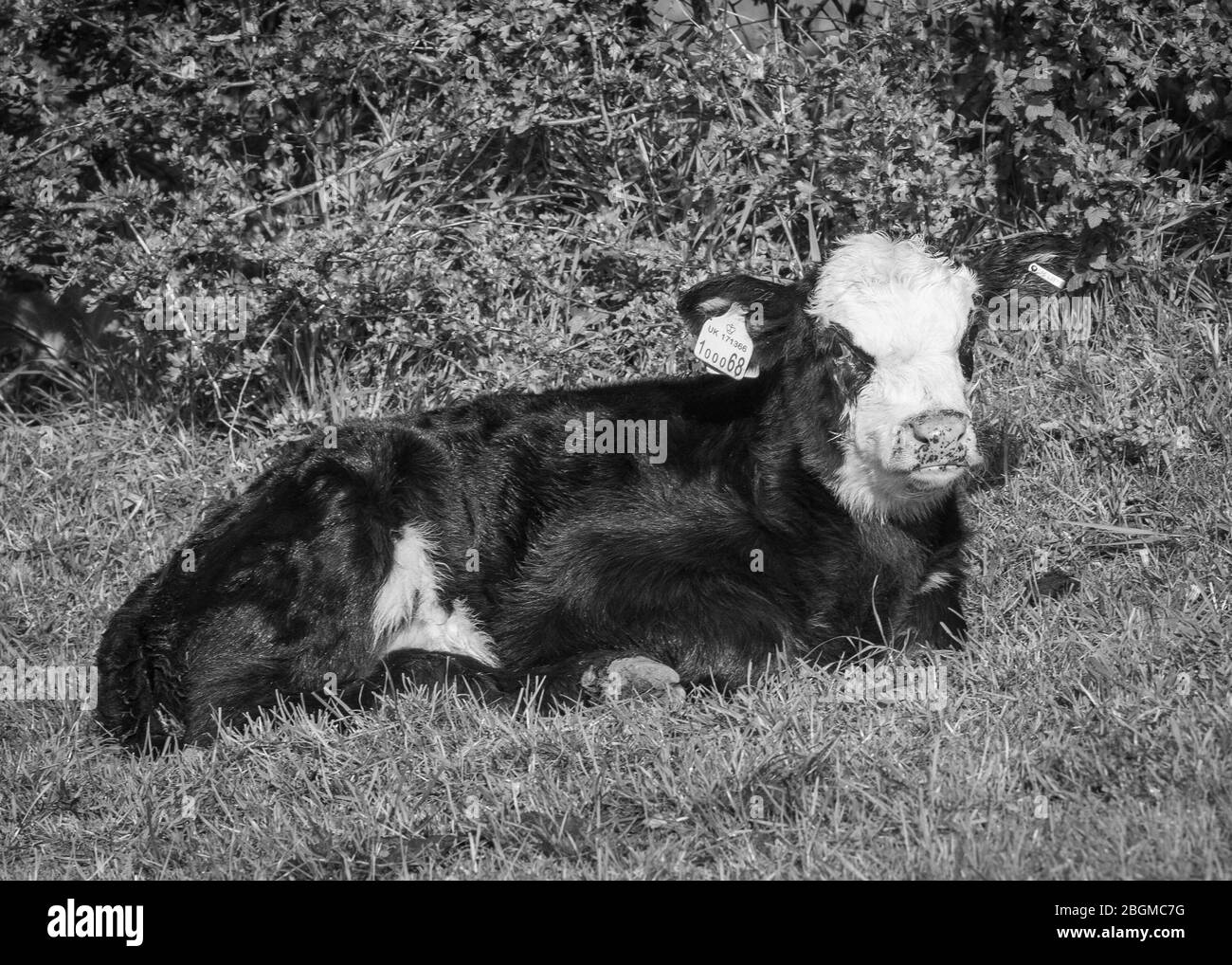 Kalb Stockfoto