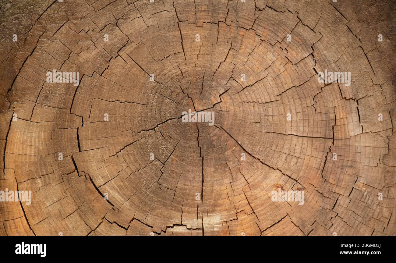Oben Nahaufnahme der Innenseite einer großen Baumrinde nach dem Schneiden sie offenbart die Risse und konzentrische Kreise, die im Laufe der Zeit entwickelt werden, 5K Stockfoto