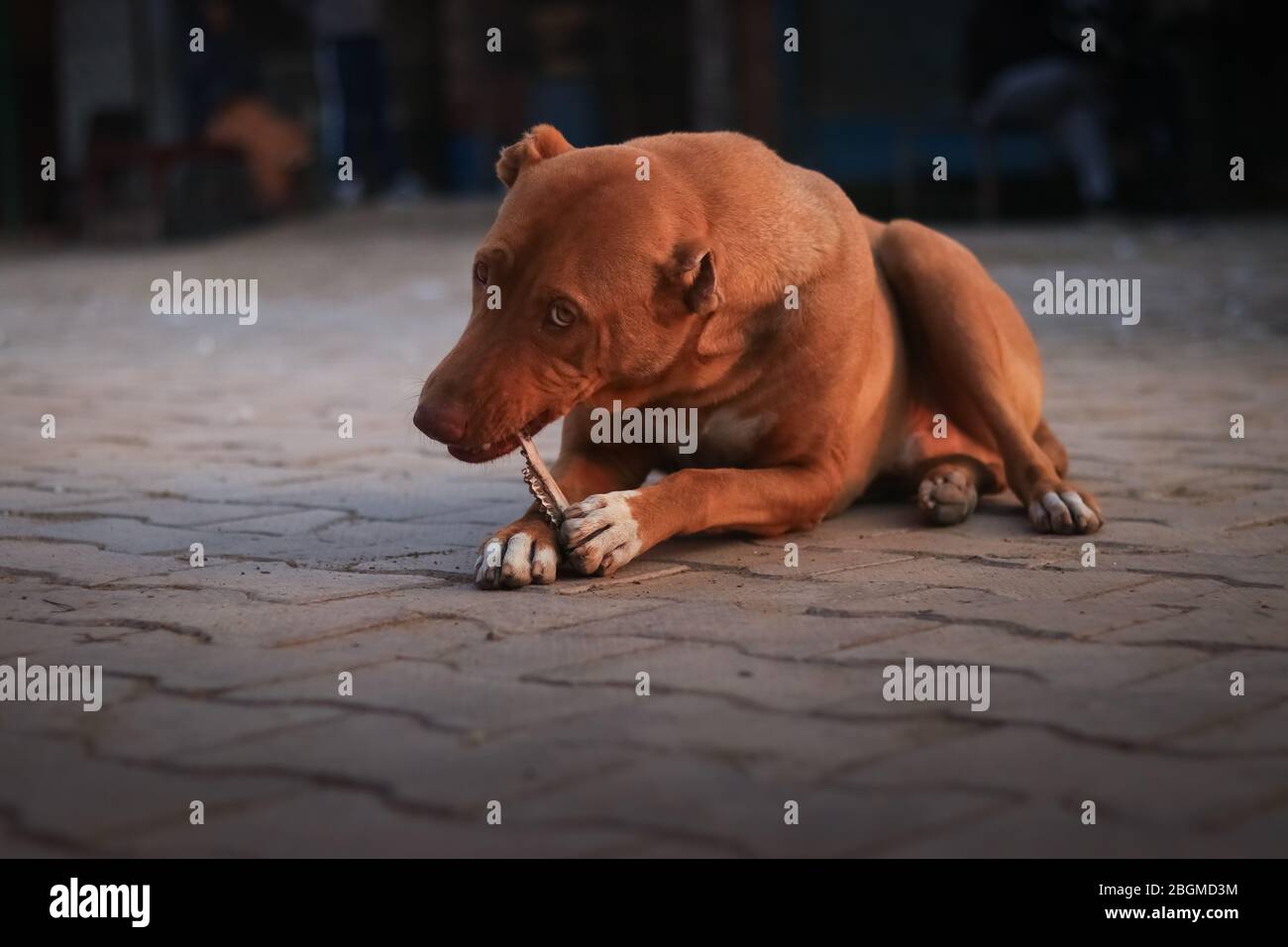 Ein hungriger brauner Hund leckt einen Knochen, während er auf dem Boden des Hofes sitzt und deutlich auf die Kamera schaut, Low-Angle, 5K Stockfoto