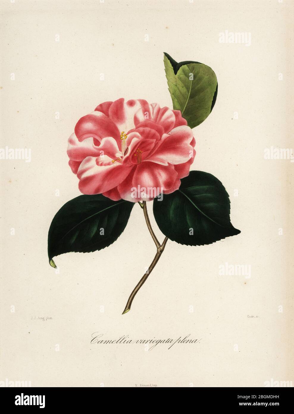 Camellia japonica Sorte, Camellia variegata plena. Handkolorierter Kupferstich von Oudet nach einer botanischen Illustration von Johann Jakob Jung aus Lorenzo Berleses Iconographie du Genre Camellia, ou description et figures des camellia les plus beaux et les plus Rares, Paris, 1841. Stockfoto