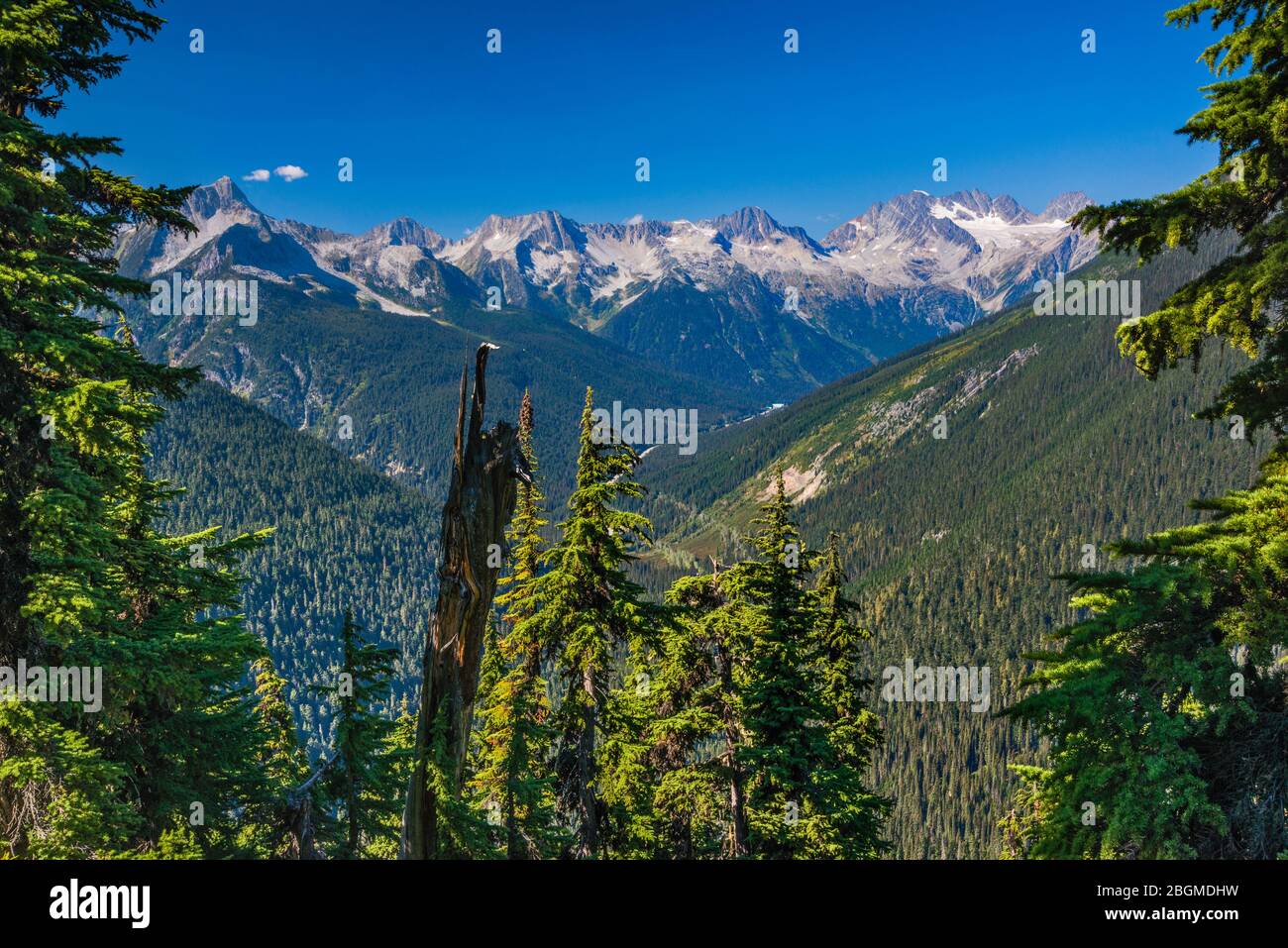 Einsiedlergebirge, Columbia Mountains über Rogers Pass, gesehen vom Glacier Crest Trail, Glacier National Park, British Columbia, Kanada Stockfoto