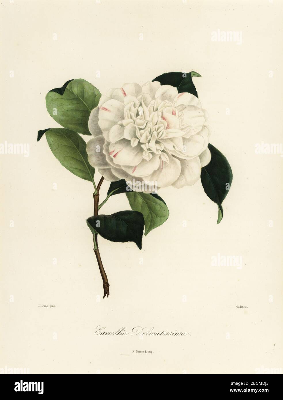 Camellia japonica Sorte, Camellia delicatissima. Handkolorierter Kupferstich von Oudet nach einer botanischen Illustration von Johann Jakob Jung aus Lorenzo Berleses Iconographie du Genre Camellia, ou description et figures des camellia les plus beaux et les plus Rares, Paris, 1841. Stockfoto