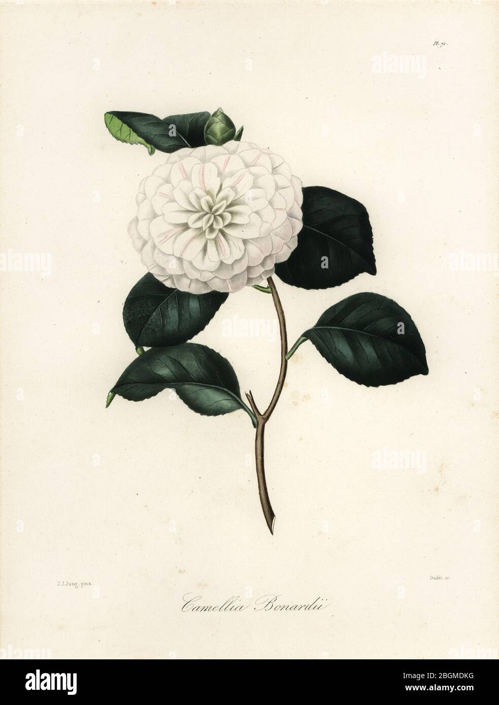 Camellia japonica Varietät, Camellia bonardii oder Camellia bonnardii. Handkolorierter Kupferstich von Oudet nach einer botanischen Illustration von Johann Jakob Jung aus Lorenzo Berleses Iconographie du Genre Camellia, ou description et figures des camellia les plus beaux et les plus Rares, Paris, 1841. Stockfoto