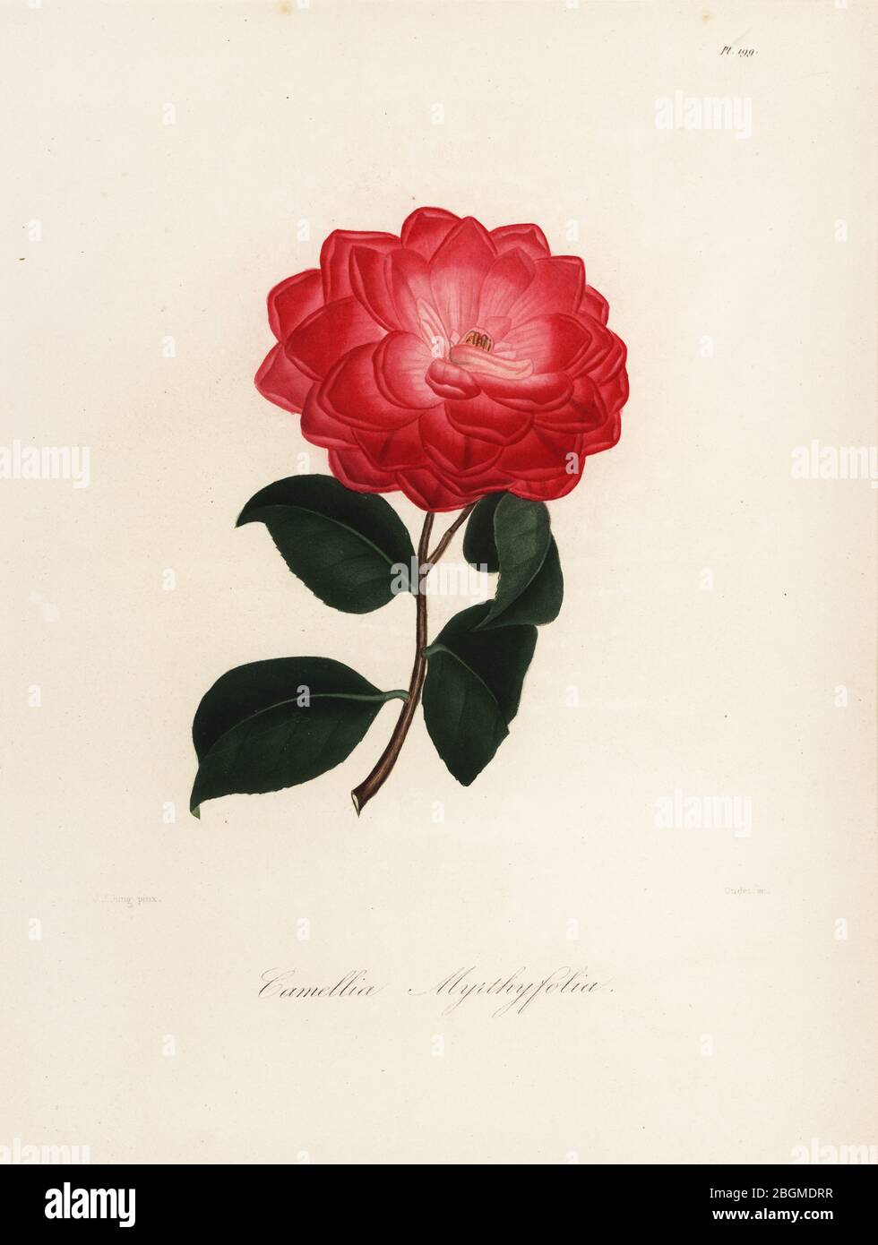 Camellia japonica Sorte, Camellia myrthyfolia. Handkolorierter Kupferstich von Oudet nach einer botanischen Illustration von Johann Jakob Jung aus Lorenzo Berleses Iconographie du Genre Camellia, ou description et figures des camellia les plus beaux et les plus Rares, Paris, 1841. Stockfoto