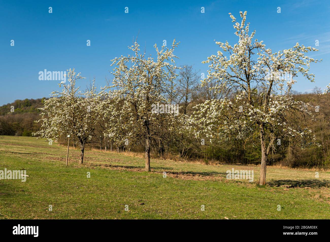 Weiß blühende Bäume an einem sonnigen Frühlingstag, blauer Himmel im Lainzer Tiergarten (Wien, Österreich) Stockfoto