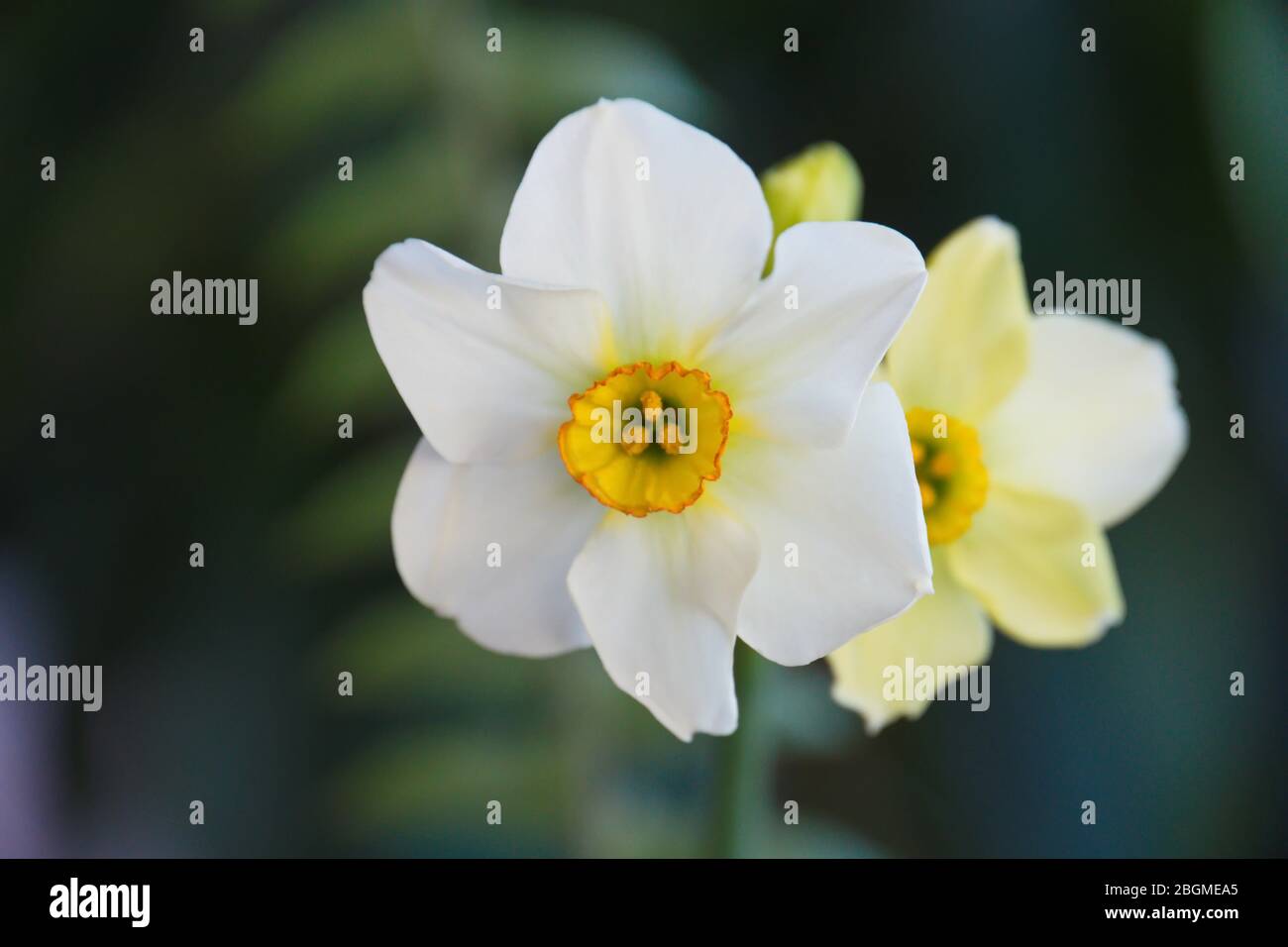 Lilien mit Farn im grünen Hintergrund Stockfoto