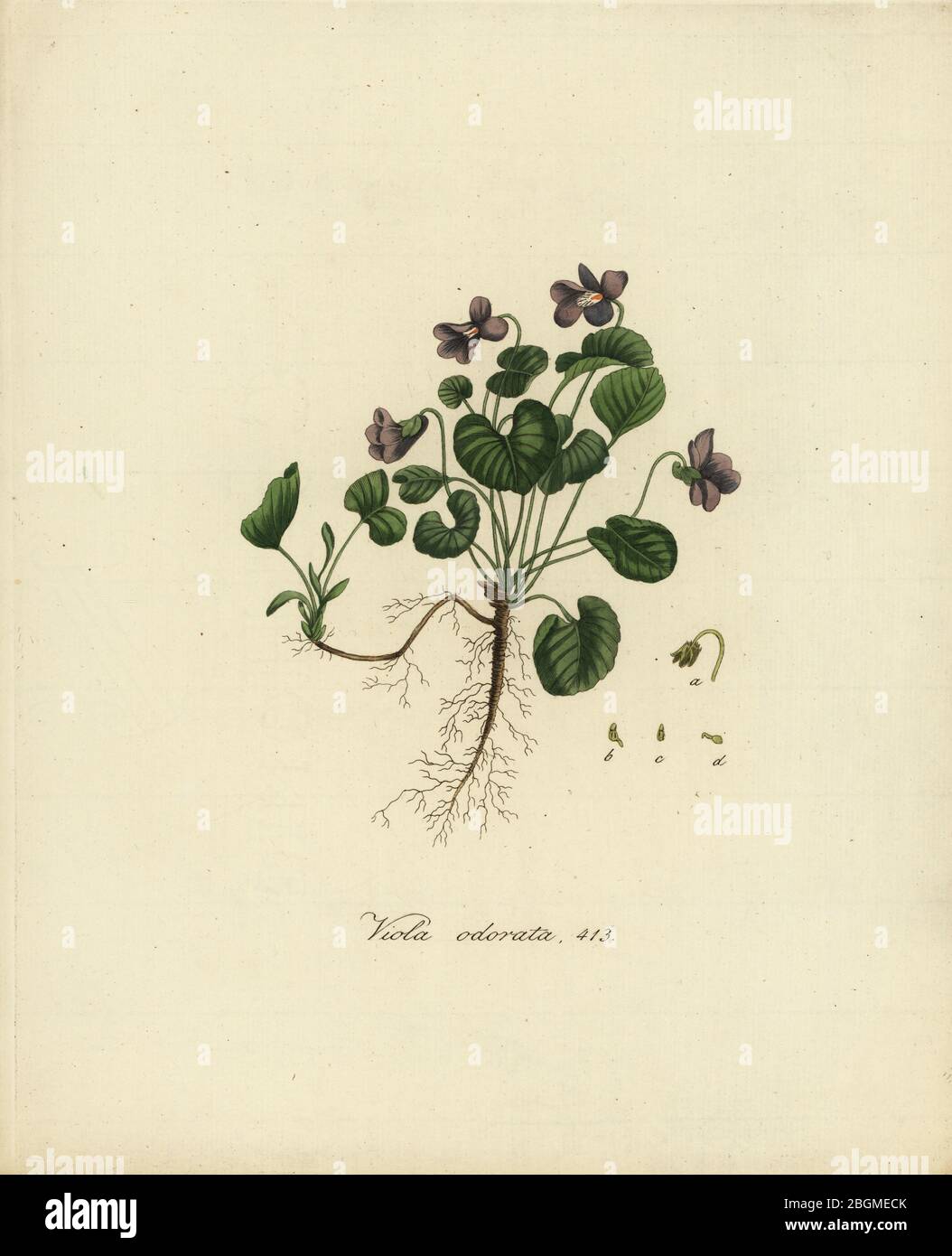 Süßes Violett oder englisches Violett, Viola odorata. Handkolorierter Kupferstich von Jan Christiaan Sepp aus Jan Kops’ Flora Batava, von affelding en beschrijving van Nederlandsche Gewässen, Amsterdam, 1800. Stockfoto