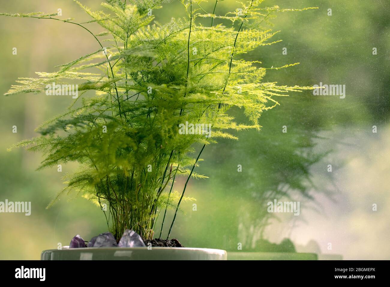 Spargel Setaceus, Spargelgras, grne Zimmerpflanze in Topfnhe. Spargelfarn  am Fenster. Grnpflanzen zu Hause Stockfotografie - Alamy