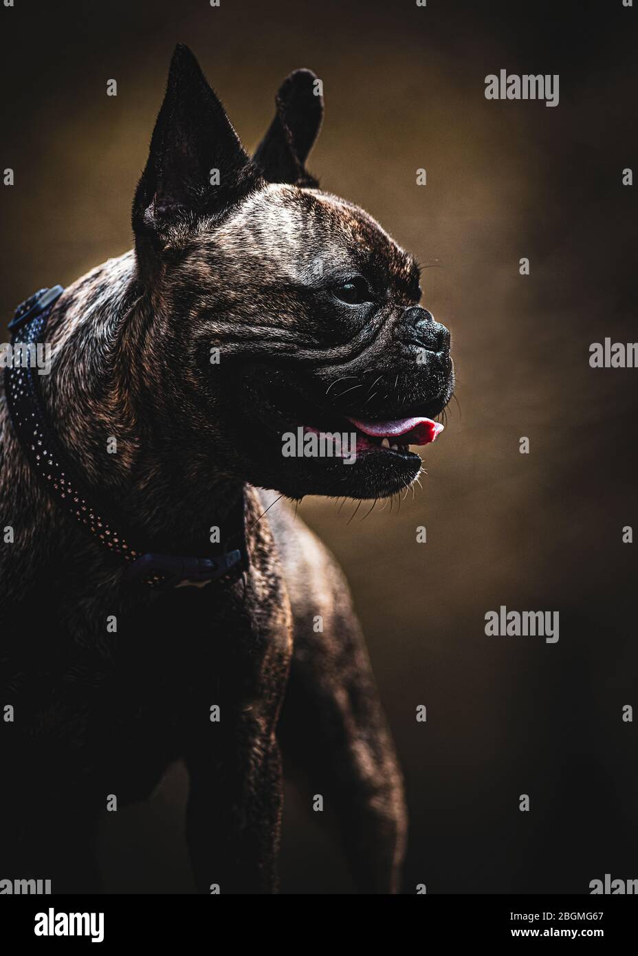 Vertikale brindle französisch Bulldog Porträt mit warmen reichen natürlichen braunen Farben im Hintergrund Raum für Text-Overlay und Kopierraum Stockfoto