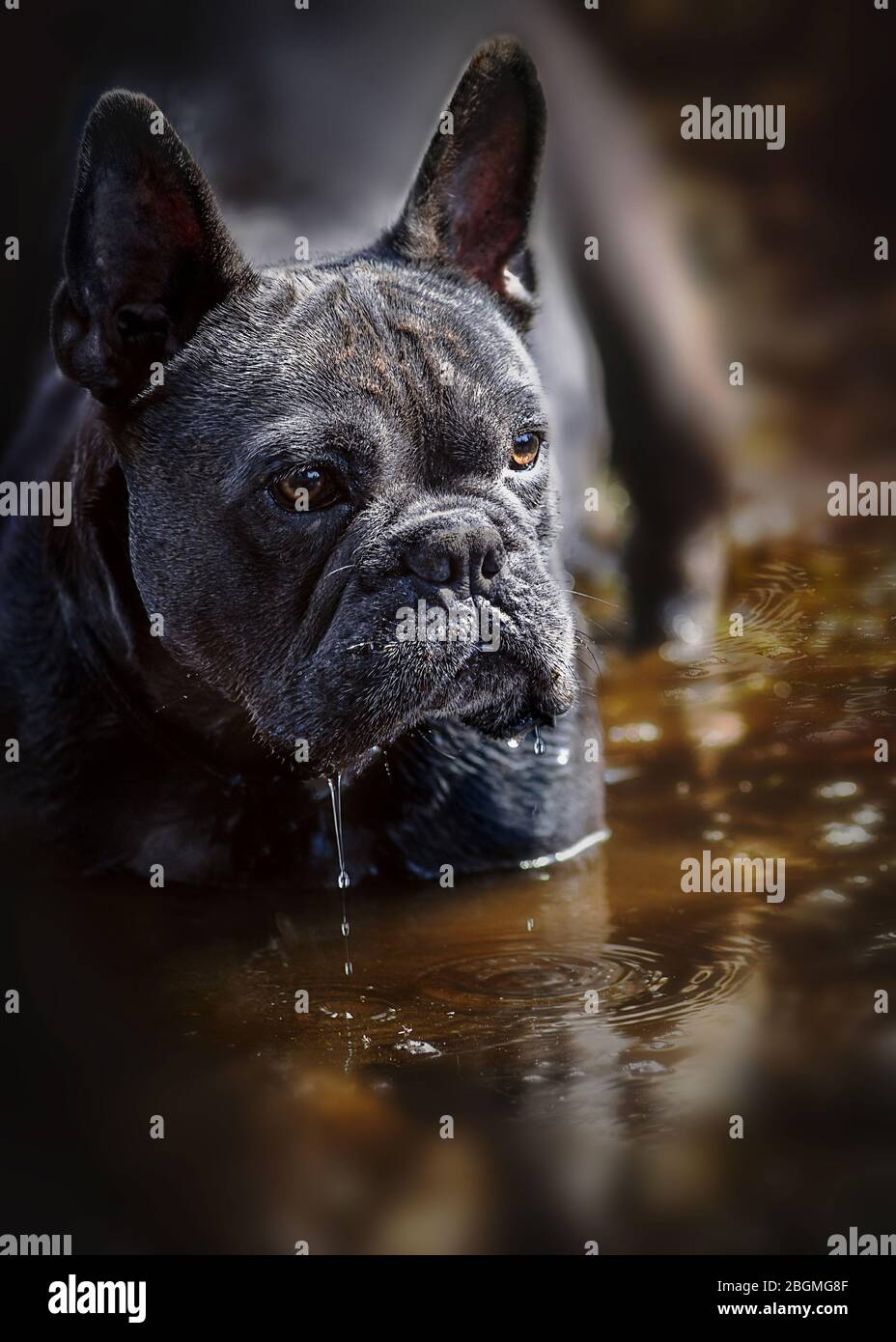Vertikale blaue französisch Bulldogge Porträt stand in Teich Wasser mit warmen reichen natraul braunen Farben im Hintergrund Raum für Text-Overlay und Kopie Spa Stockfoto