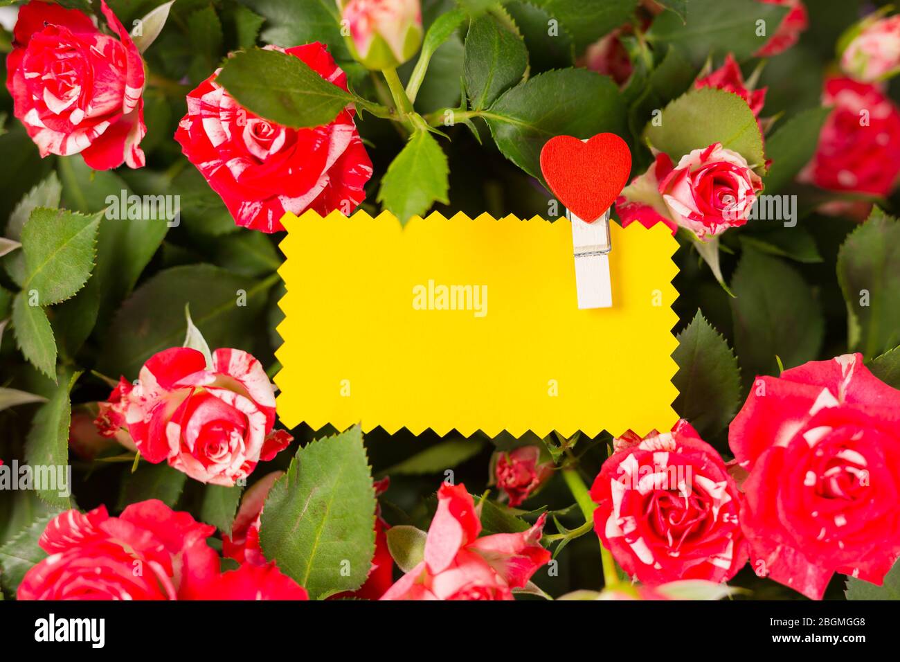 Leere gelbe Grußkarte auf Spray roten Rosen Bouquet. Platz für Text. Kopierbereich. Draufsicht. Nahaufnahme. Stockfoto