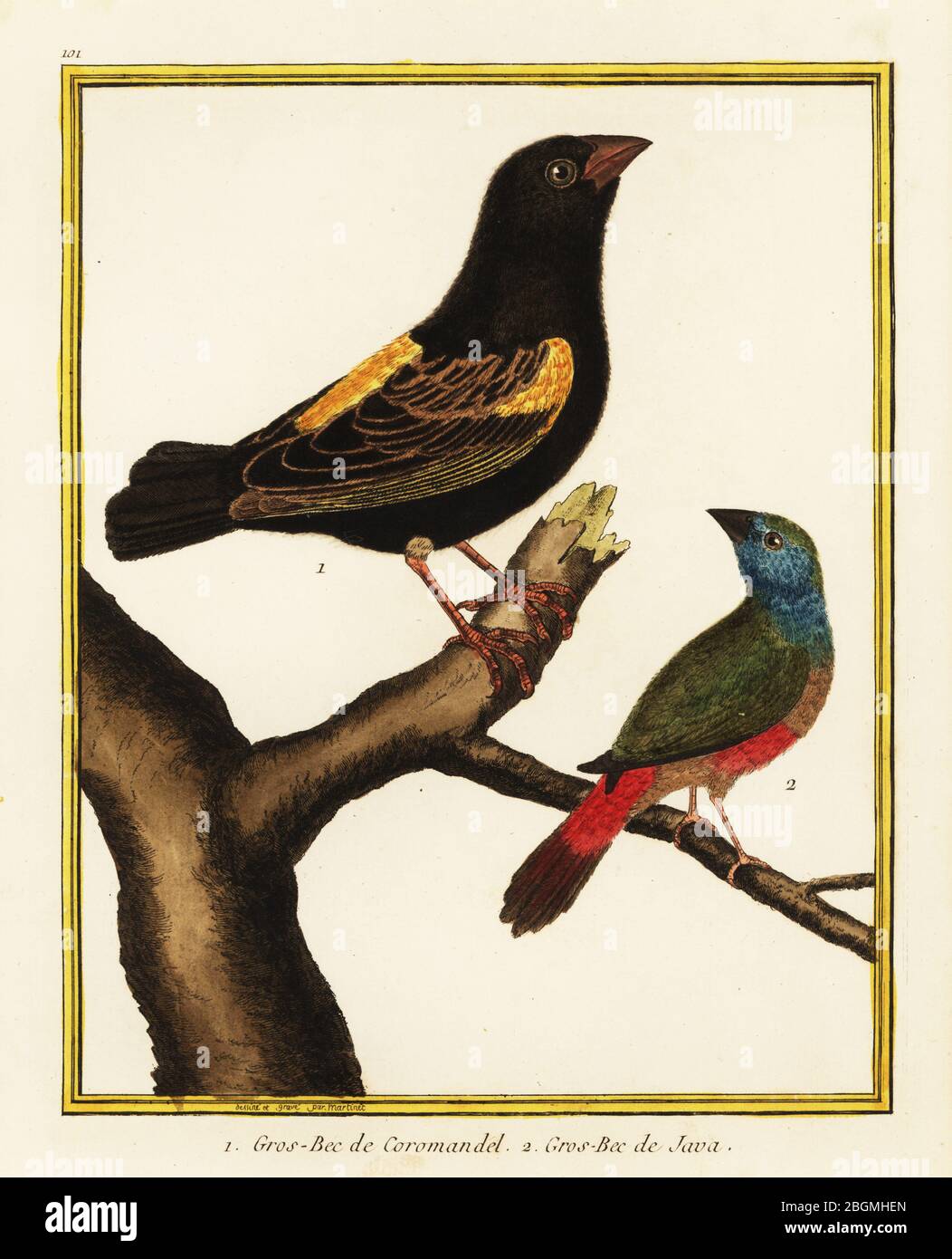 Kapbischof, Euplectes capensis 1, und Pfuhlfink, Erythrura prasina 2. Gros-bec de Coromandel, Gros-bec de Java. Handkolorierter Kupferstich gezeichnet und graviert Francois Nicolas Martinet aus George Comte de Buffons Histoire Naturelle des Oiseaux, Paris, 1749-1804. Stockfoto