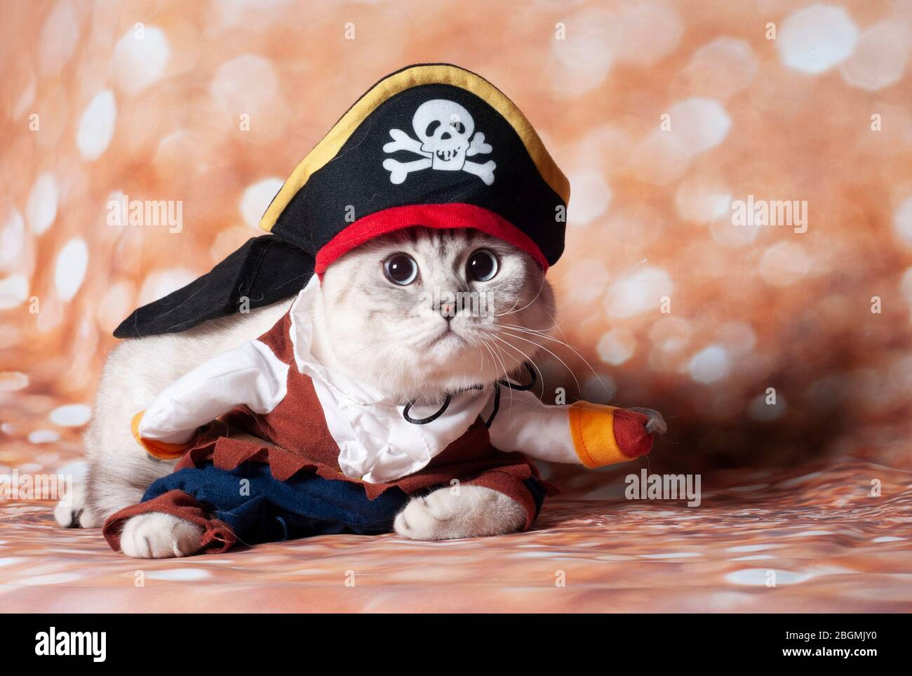 Susse Katze In Piraten Hut Halten Halloween Kurbis Im Mund Auf Weiss Isoliert Stockfotografie Alamy