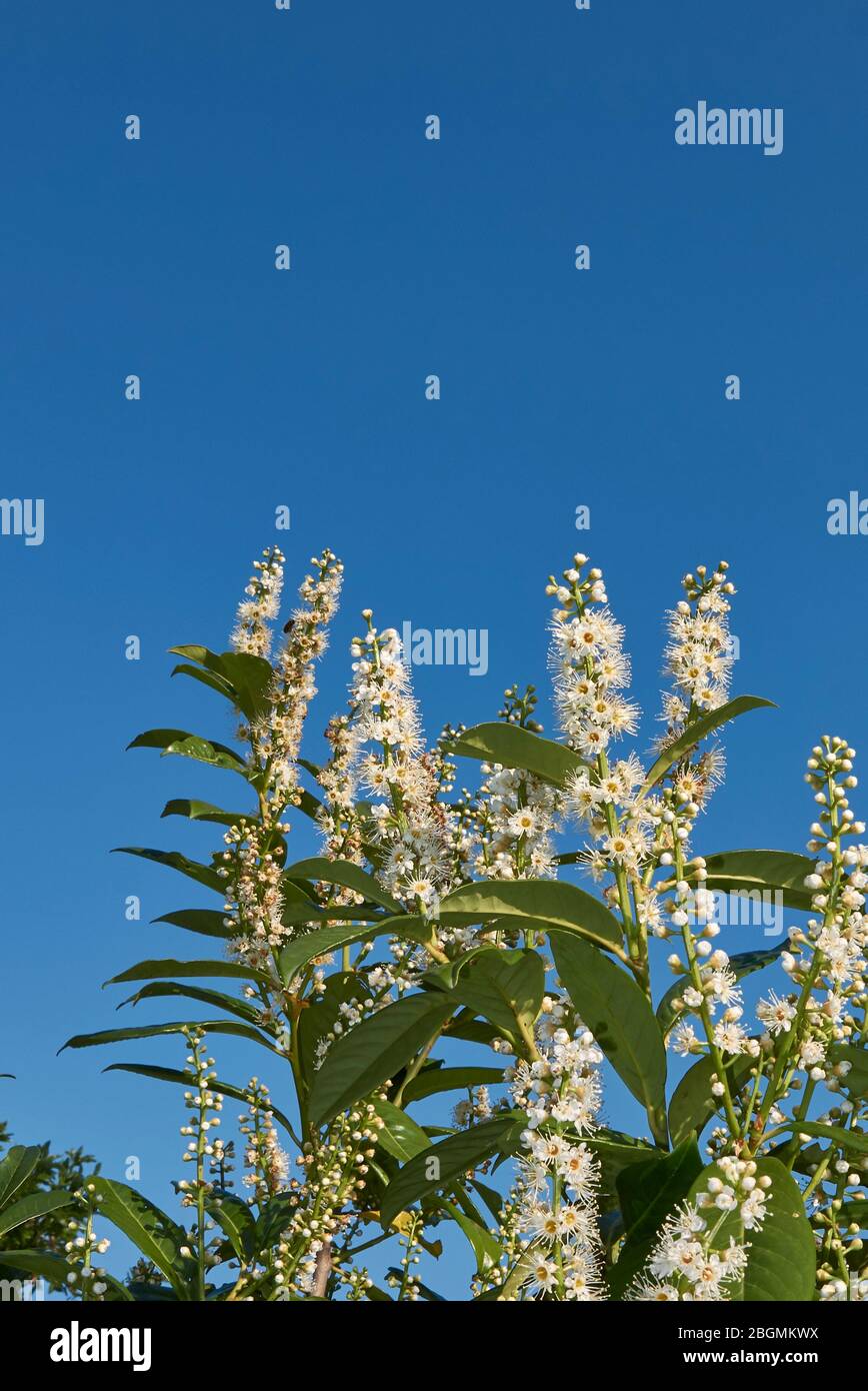 Prunus laurocerasus mit weißem Blütenstand Stockfoto