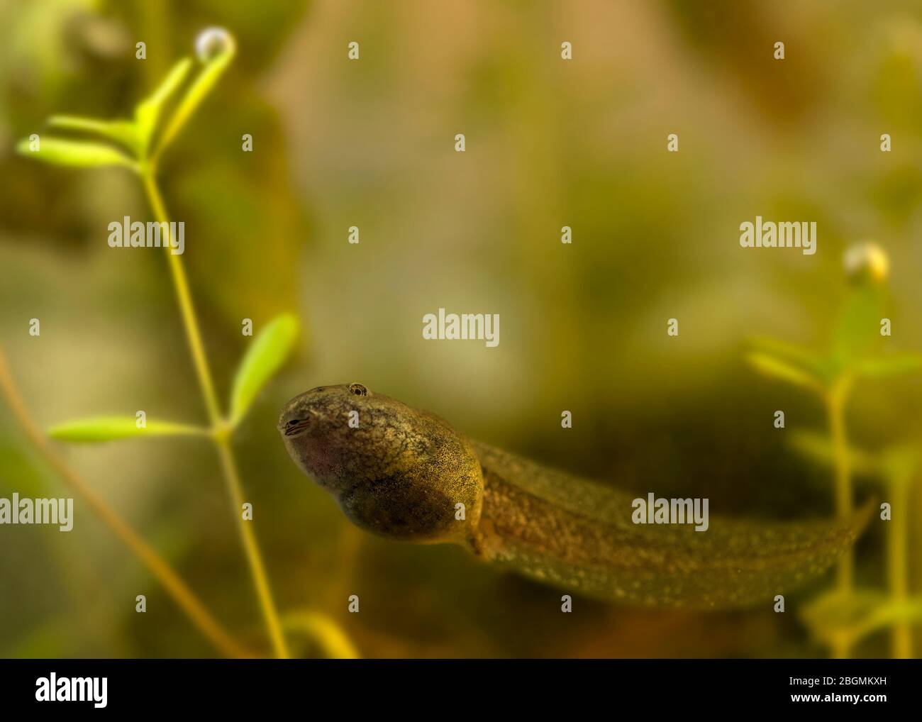 Nahaufnahme und detaillierte einzelne bunte Kaulquappe Schwimmen nach oben zeigt Unterseite , sauber Hintergrund für Kopierraum oder Text-Overlay Stockfoto