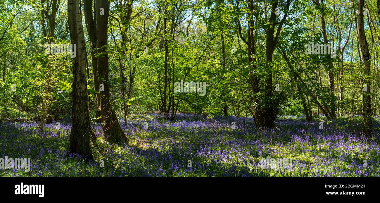 Panorama der Blaubellen, die in freier Wildbahn auf dem Waldboden in Whippendell Woods, Watford, Hertforshire, Großbritannien, wachsen. Stockfoto