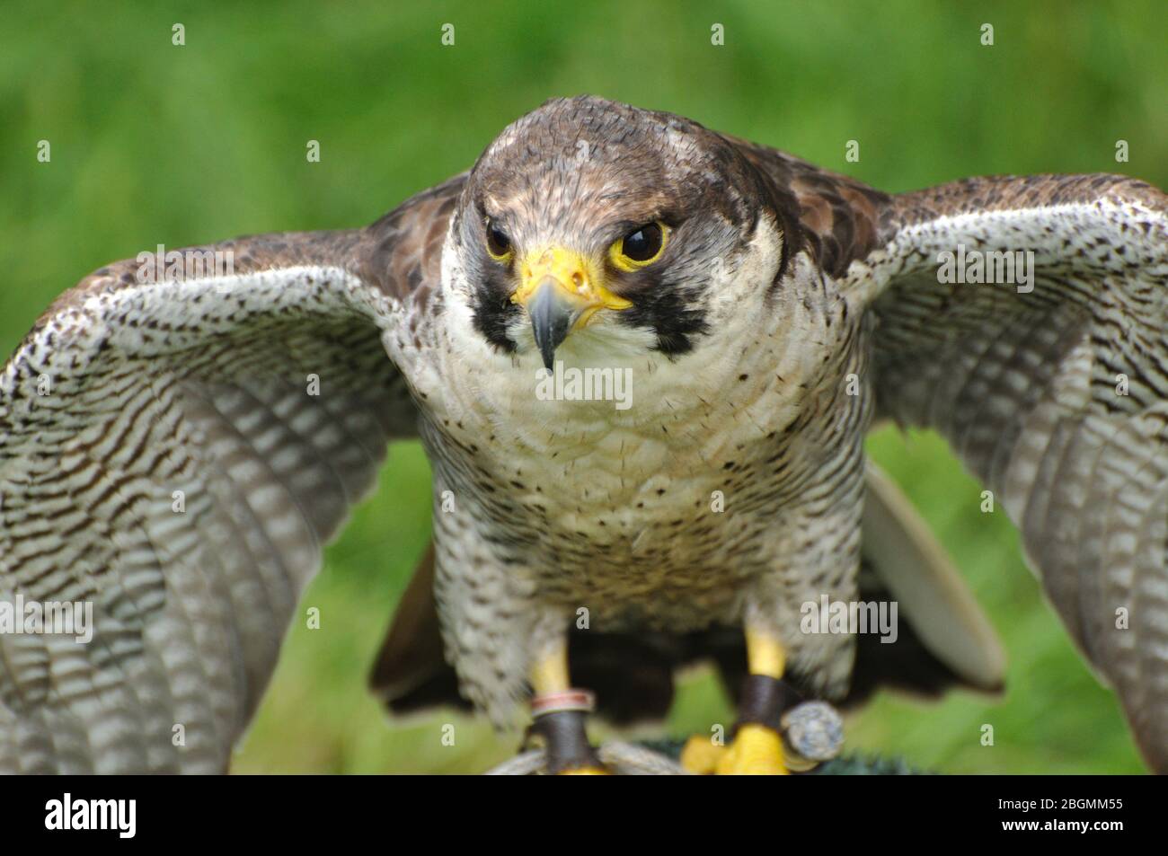 Wanderfalke Accipiter gentilis Portrait Stockfoto