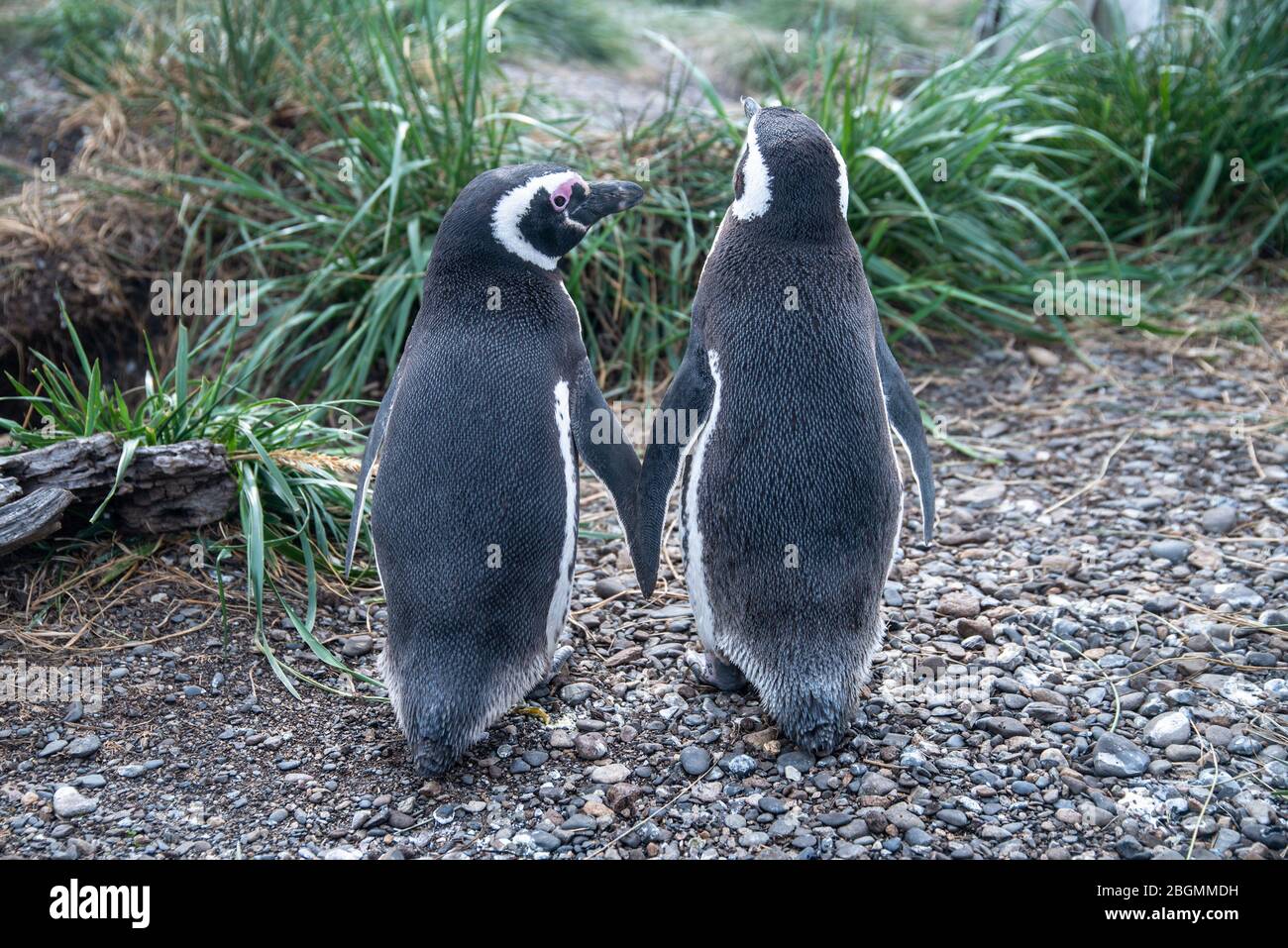 Ein paar Pinguine stehen mit dem Rücken auf Kieselsteinen vor einem grünen Grasgrund. Sie halten sich an den Flügeln. Stockfoto