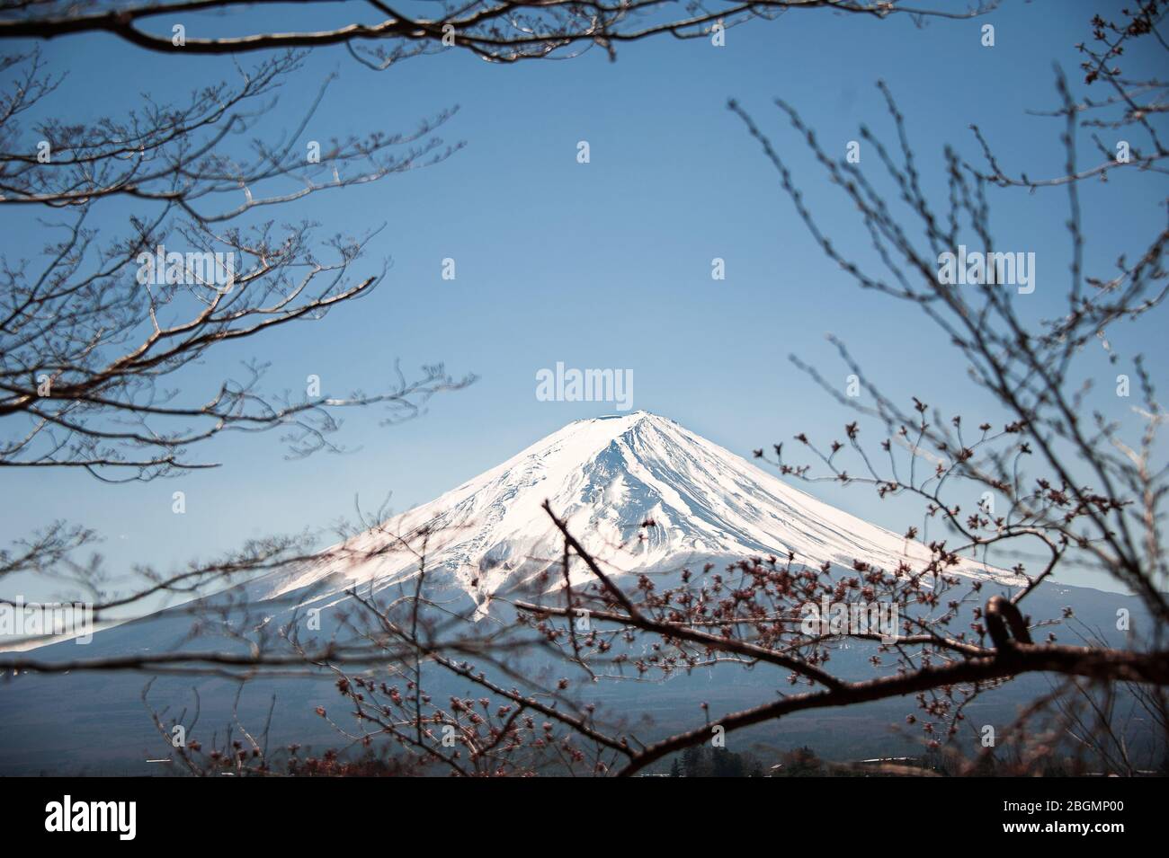 Der Fuji-Berg, der zwischen den Zweigen eines Kirschblütenbaums gesehen wird Stockfoto