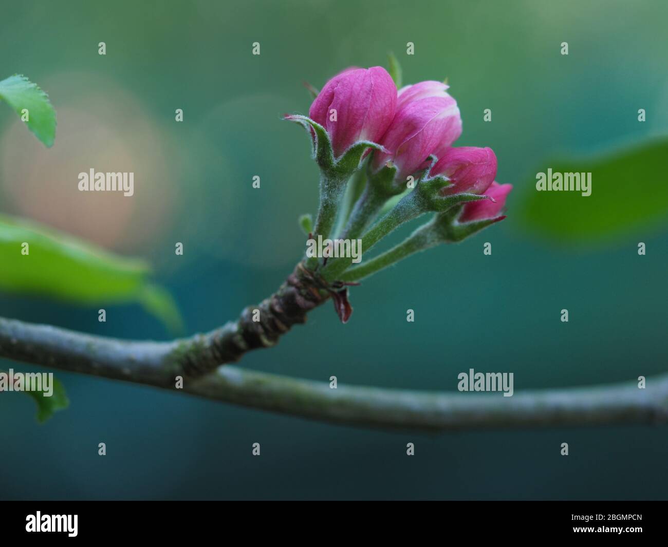 Nahaufnahme von rosa farbigen Knospen auf einem Apfelbaum im Frühling, London, Großbritannien. Stockfoto