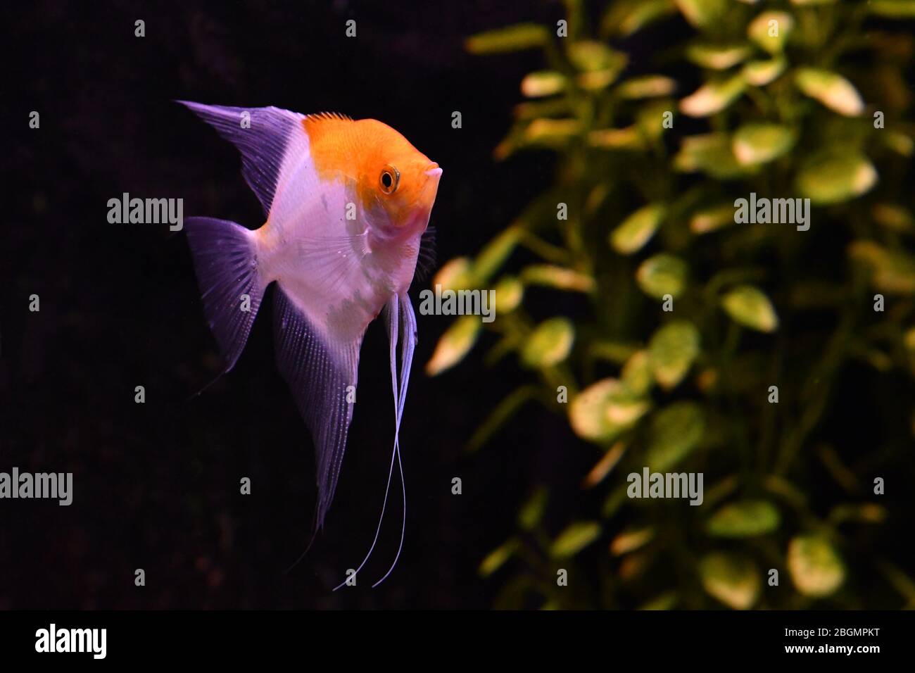 Angelfish exotische Süßwasseraquarien Stockfoto