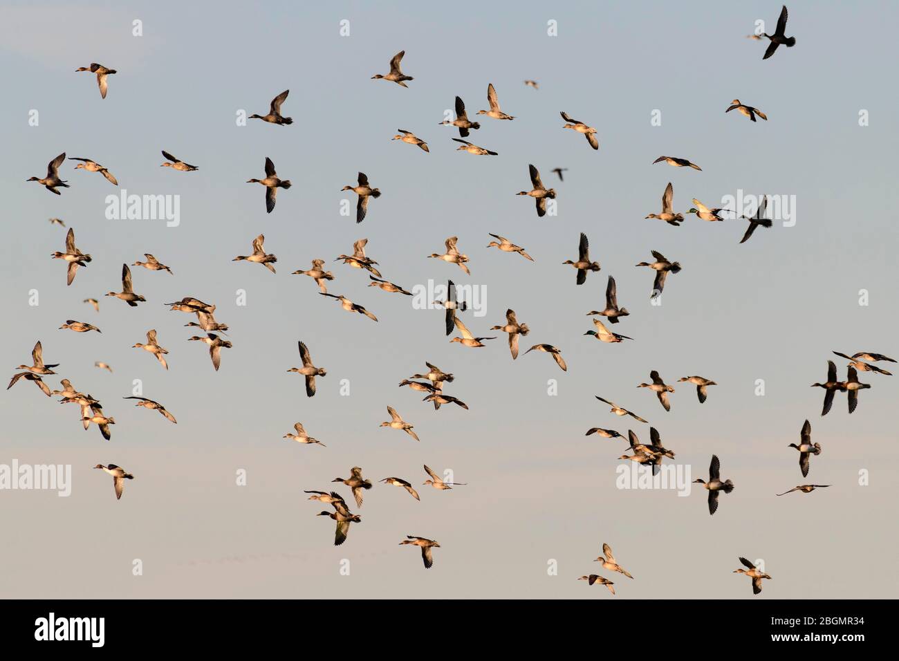 Eurasische Wiese (Mareca penelope), Pintails (Anas acuta) und Mallards (Anas platyrhynchos), Vogelschar im Flug, Altenpleen Stockfoto