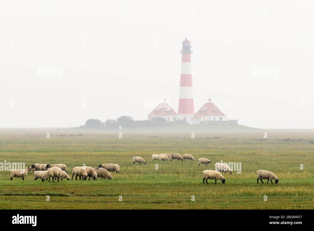 Suffolk Schafe (Ovies widder), Herde weiden im Regen vor Westerheversand Leuchtturm, Westerhever, Eiderstedt Halbinsel, Schleswig-Holstein Stockfoto