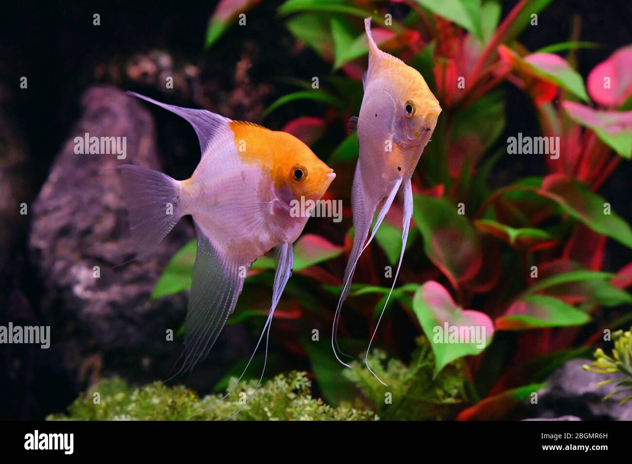 Angelfish exotische Süßwasseraquarien Stockfoto