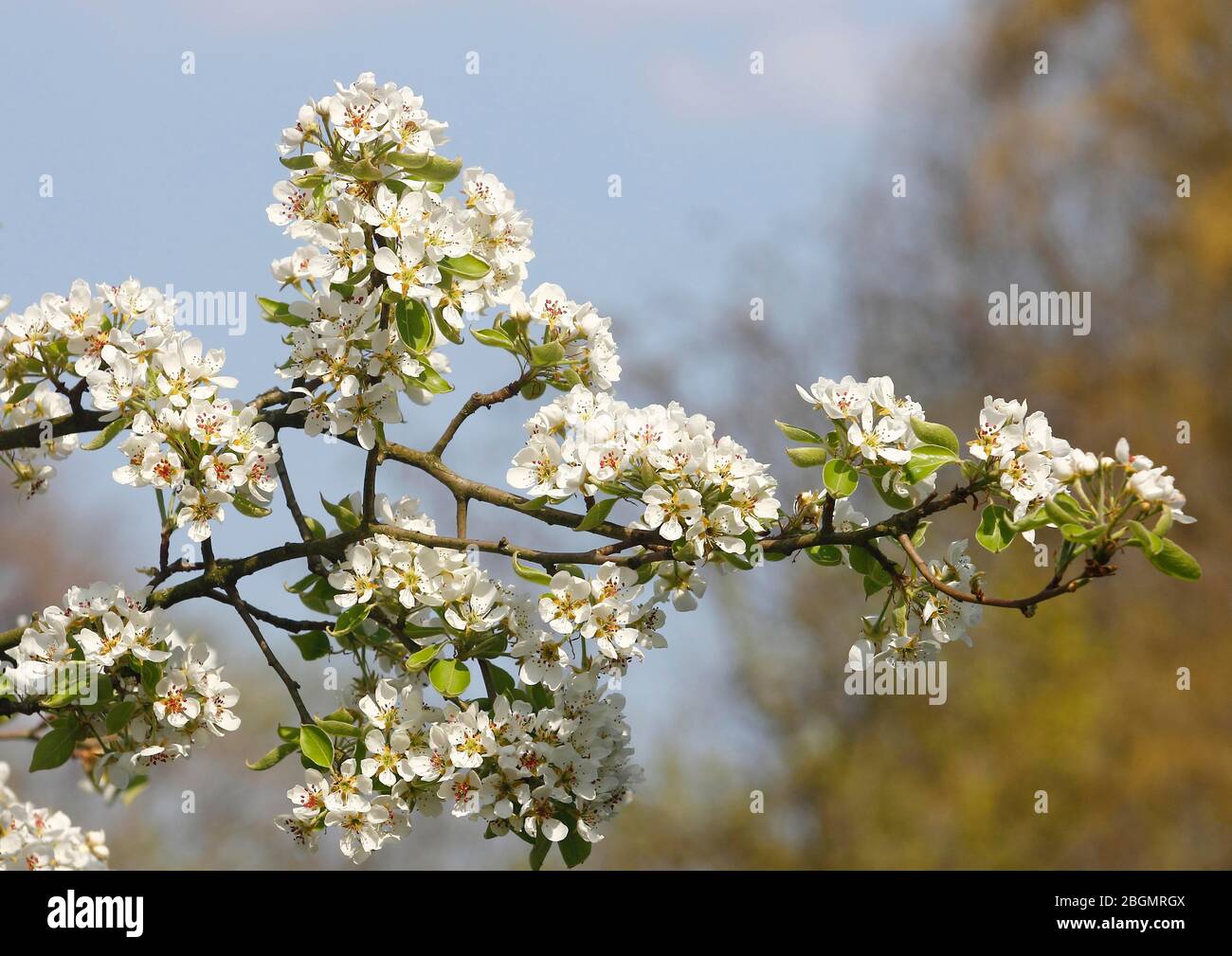 Weiße Apfelblüten (Malus), Deutschland Stockfoto