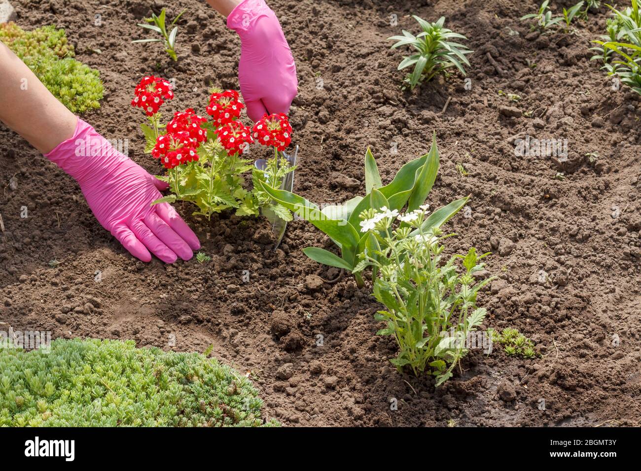 Gärtner pflanzt rote Verbena Blumen mit einer Schaufel in einem