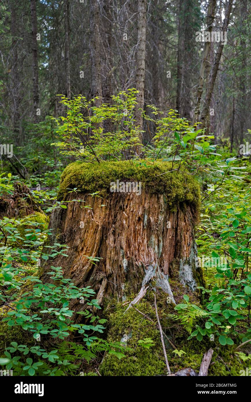 Neues Wachstum auf einem Baumstumpf im Wald, Hamilton Lake Trail, Kanadische Rockies, Yoho National Park, British Columbia, Kanada Stockfoto